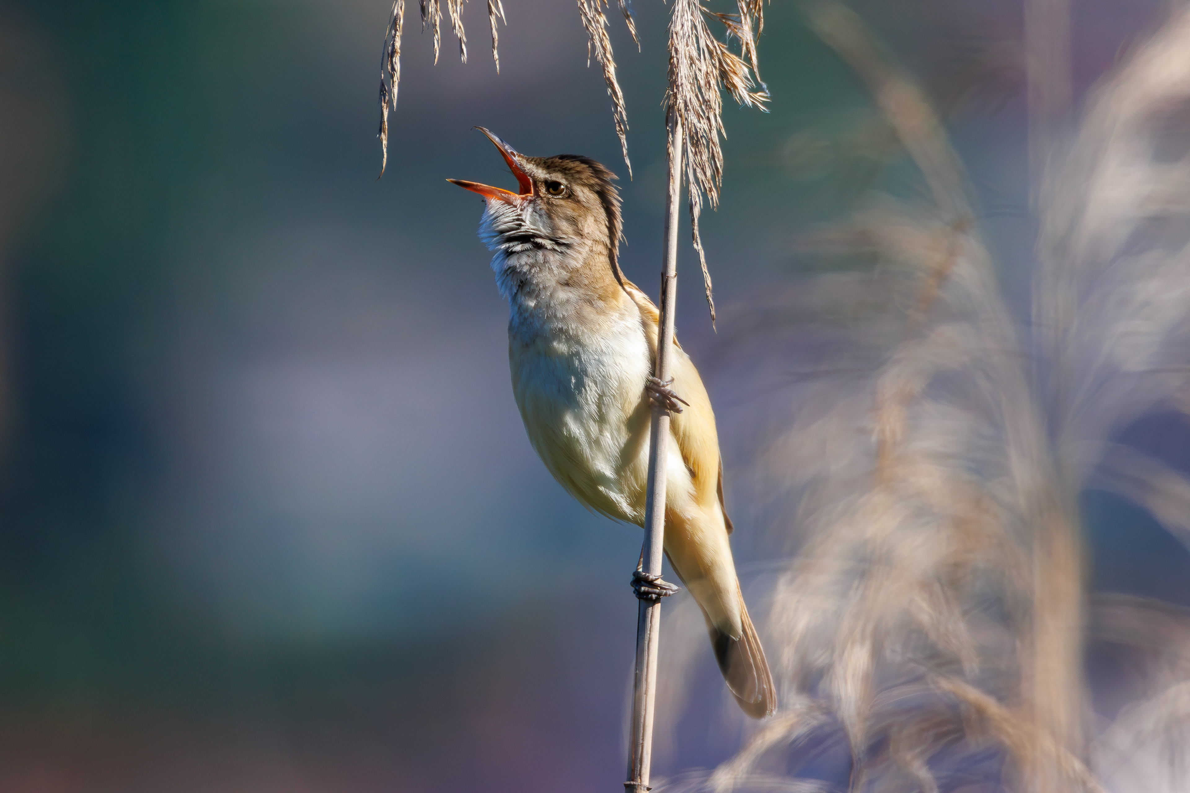 Great reed warbler