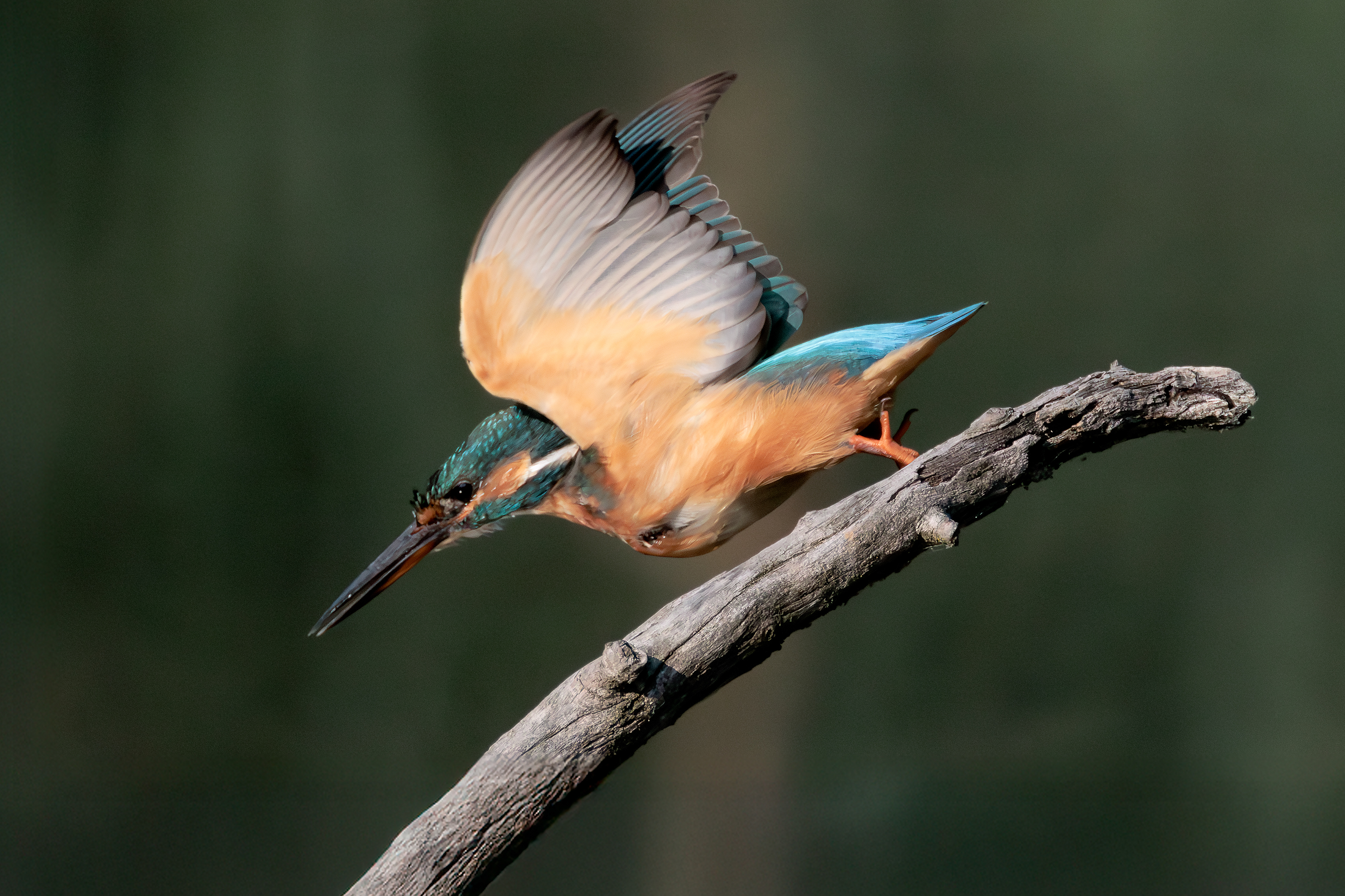 Common kingfisher