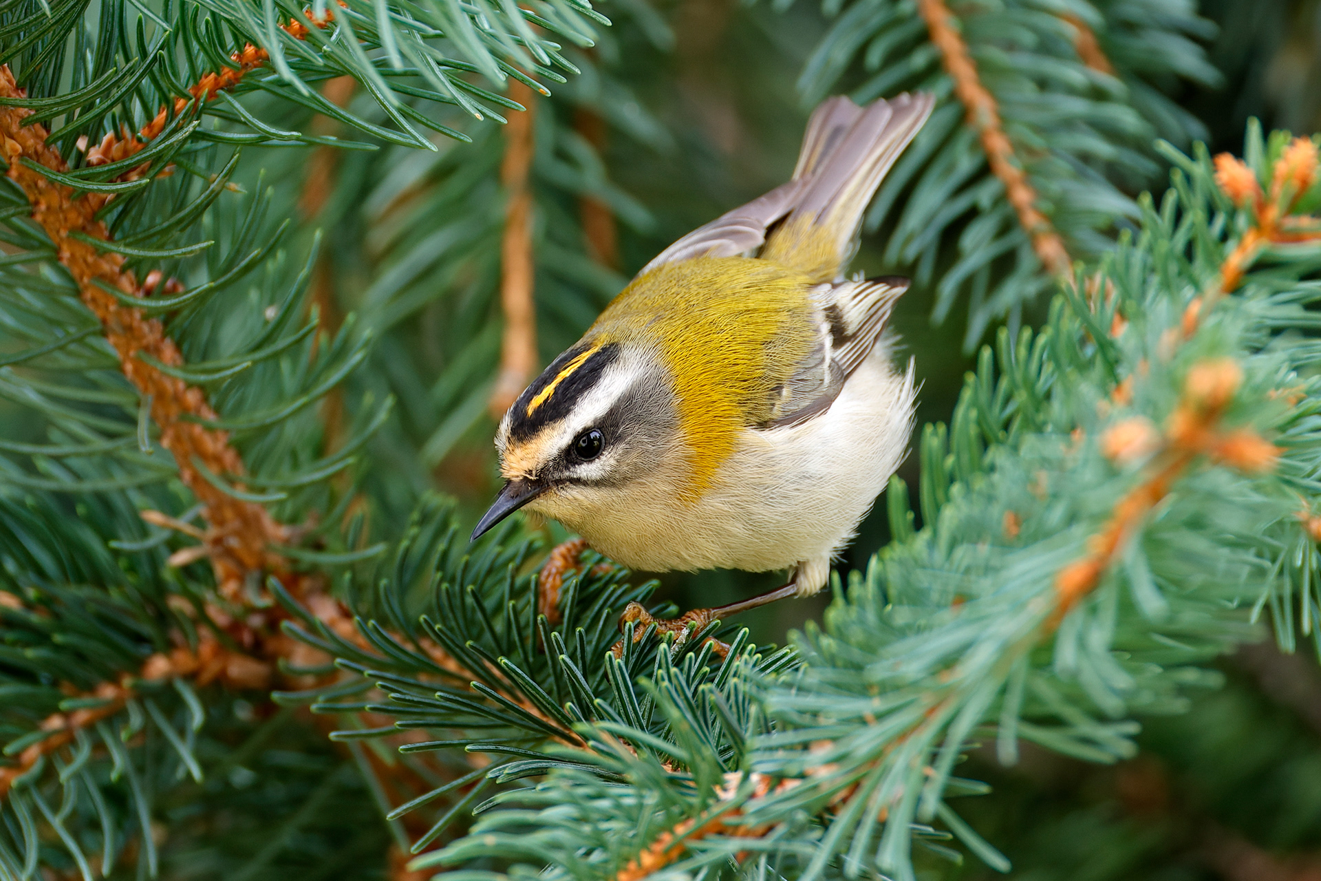 Fiorrancino