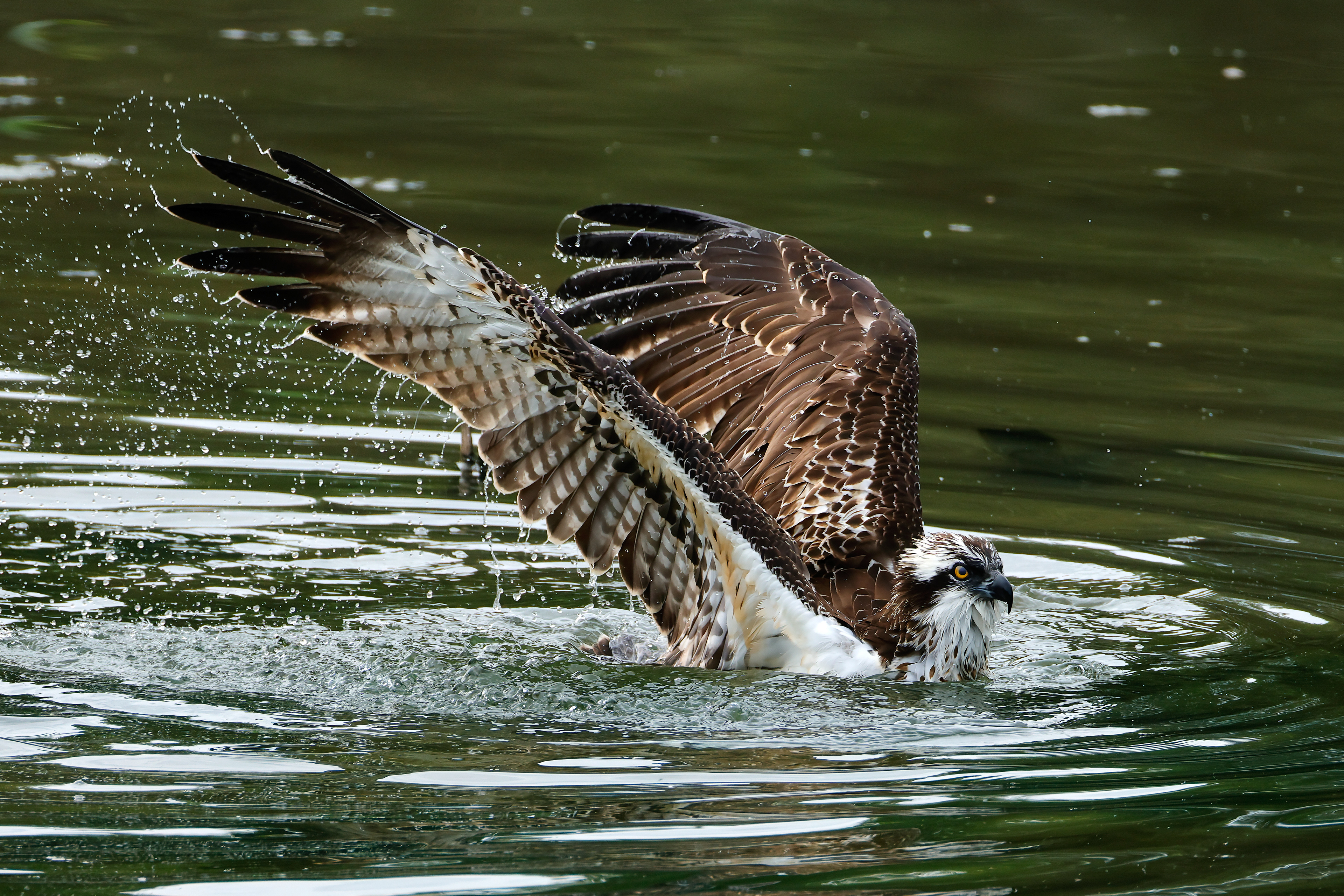 Decollo dall' acqua_9