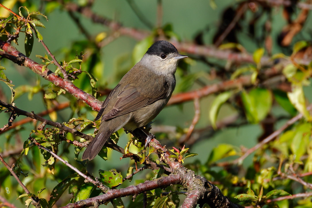Eurasian blackcap_male