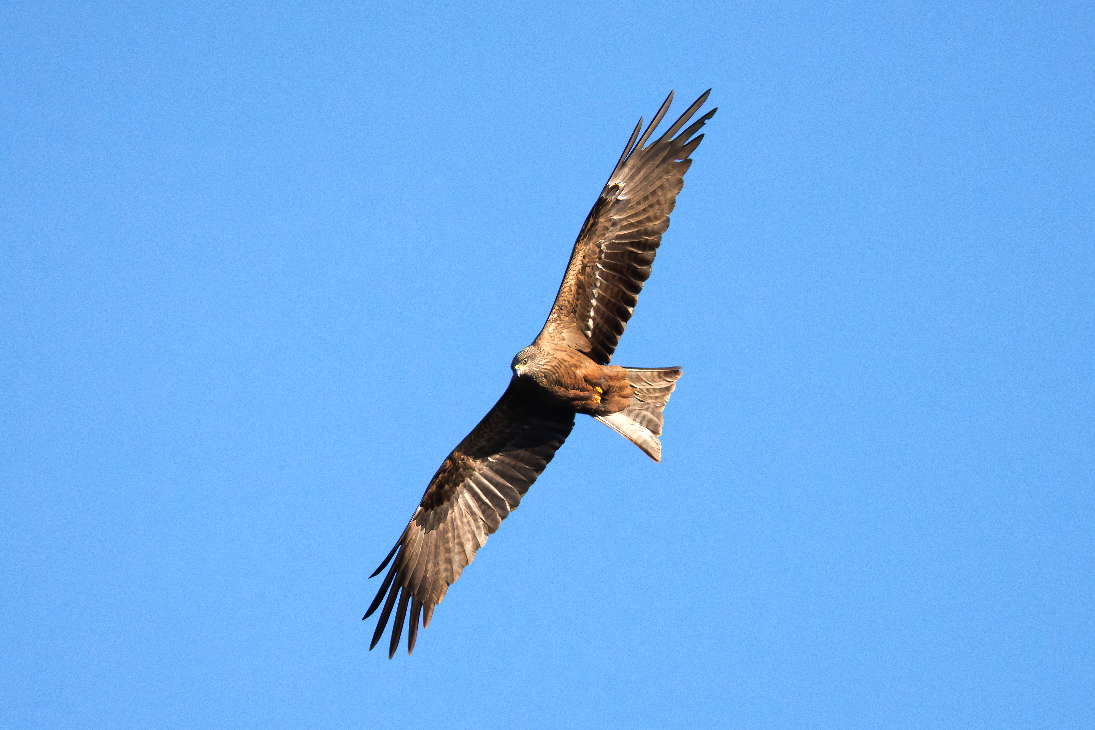 Black kite
