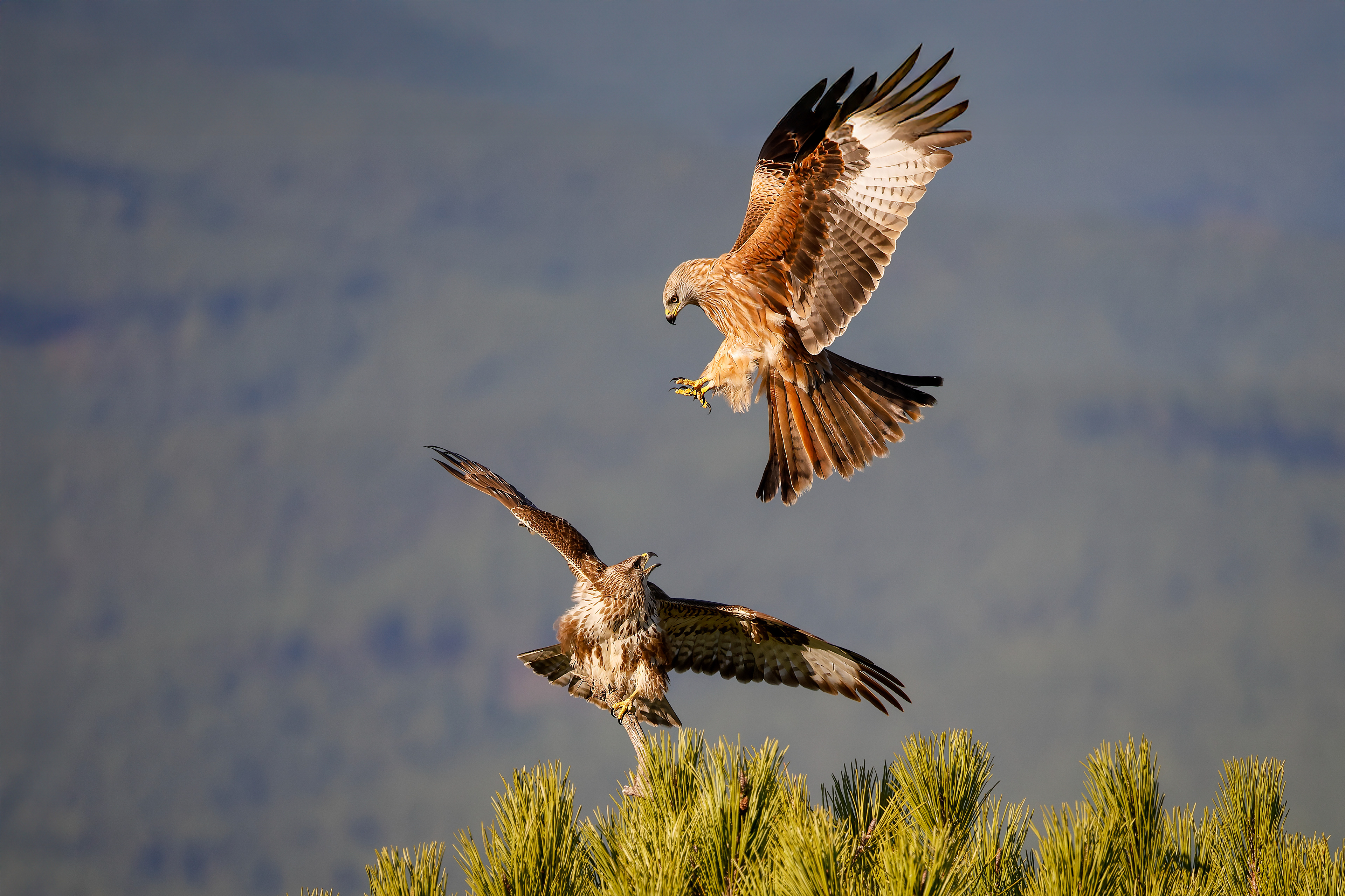 Poiana + Nibbio reale