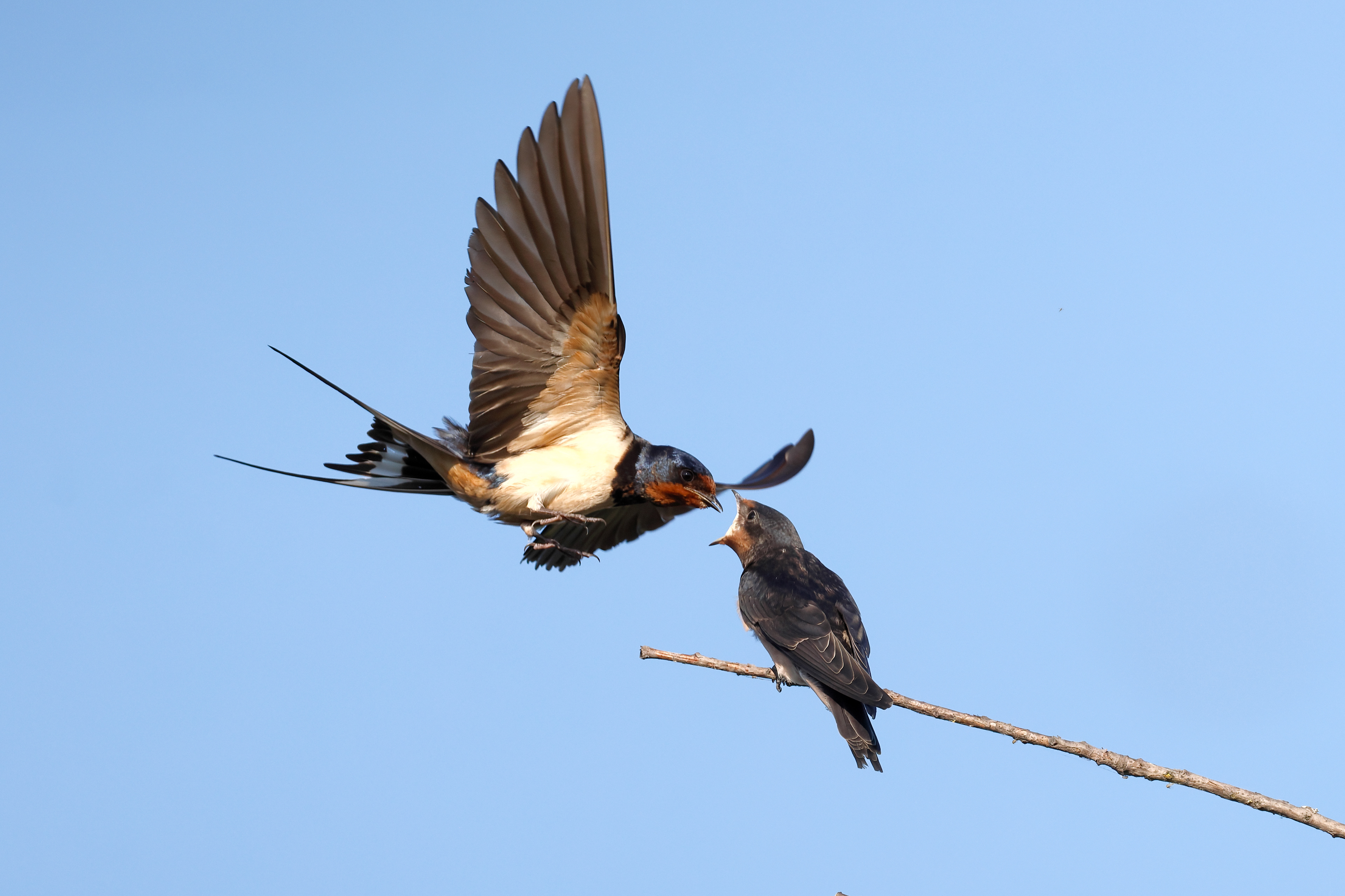 Swallow adult + chick