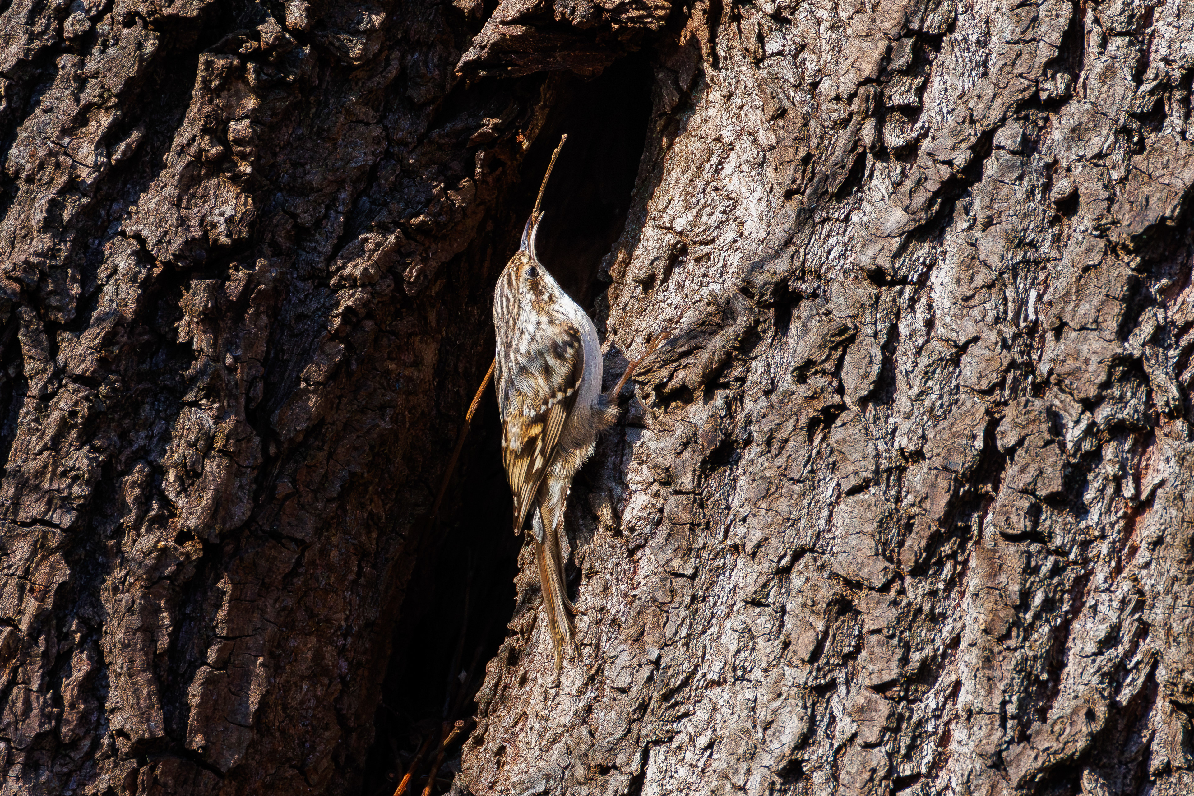Treecreeper