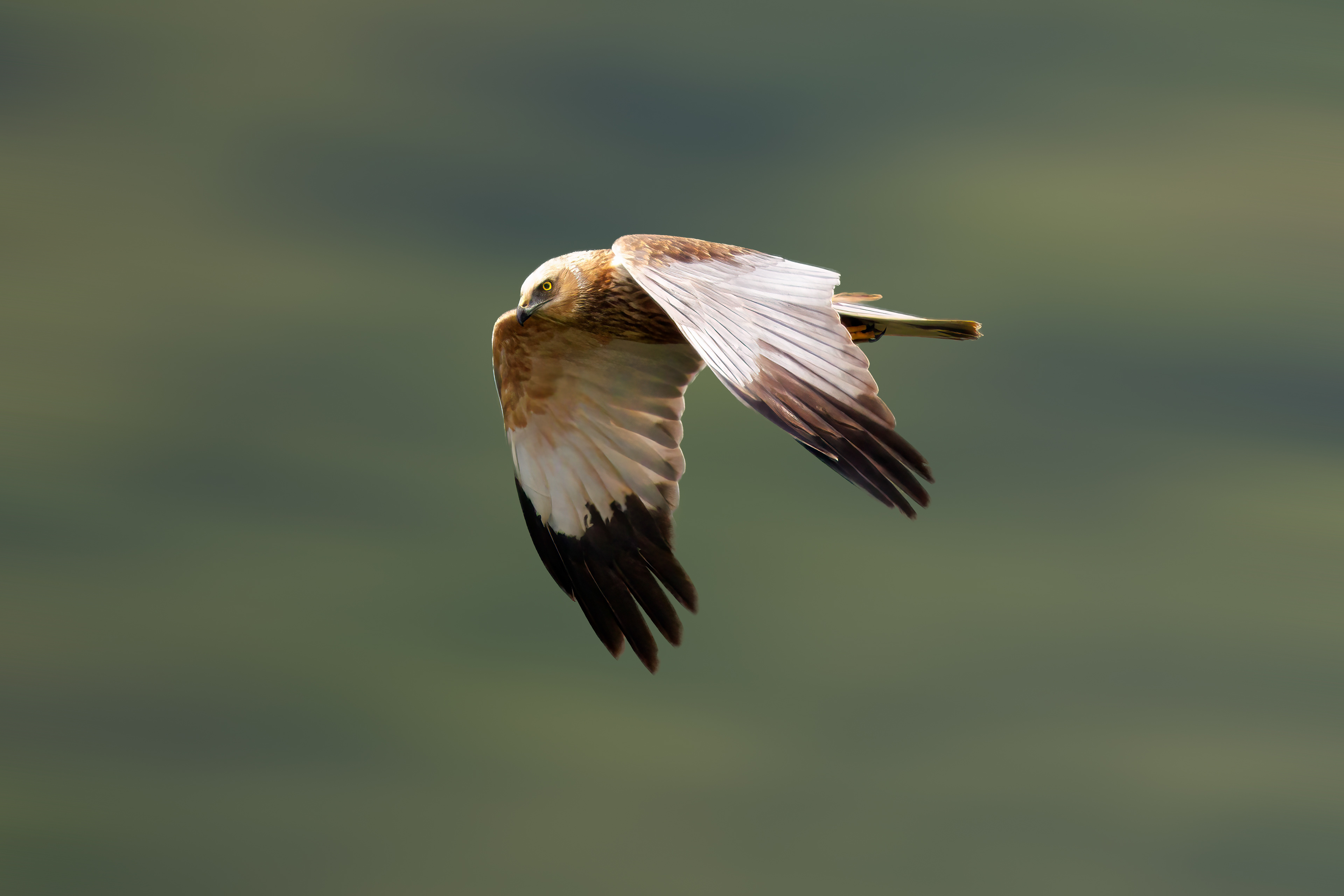 Falco di palude
