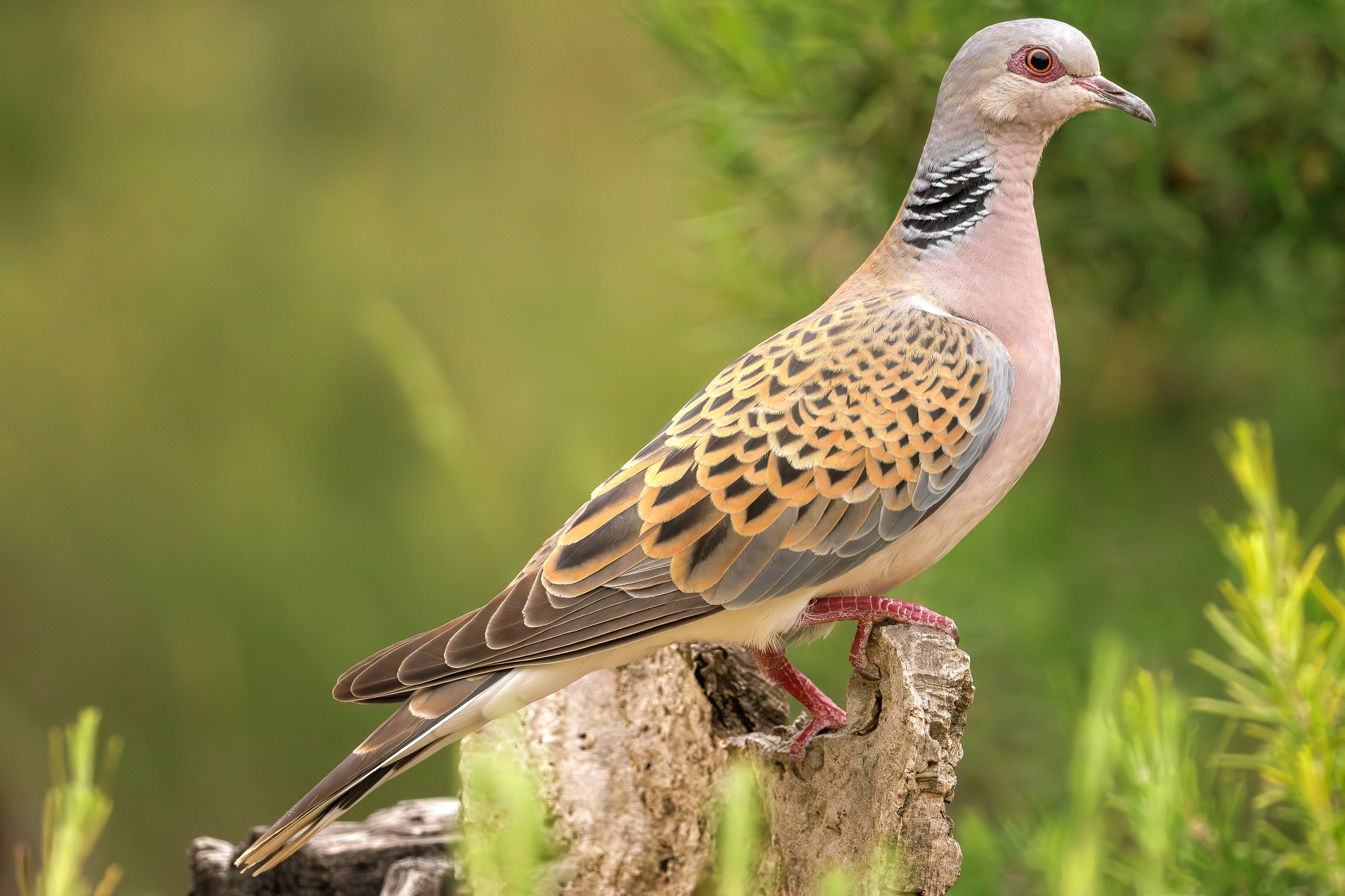 European turtle dove