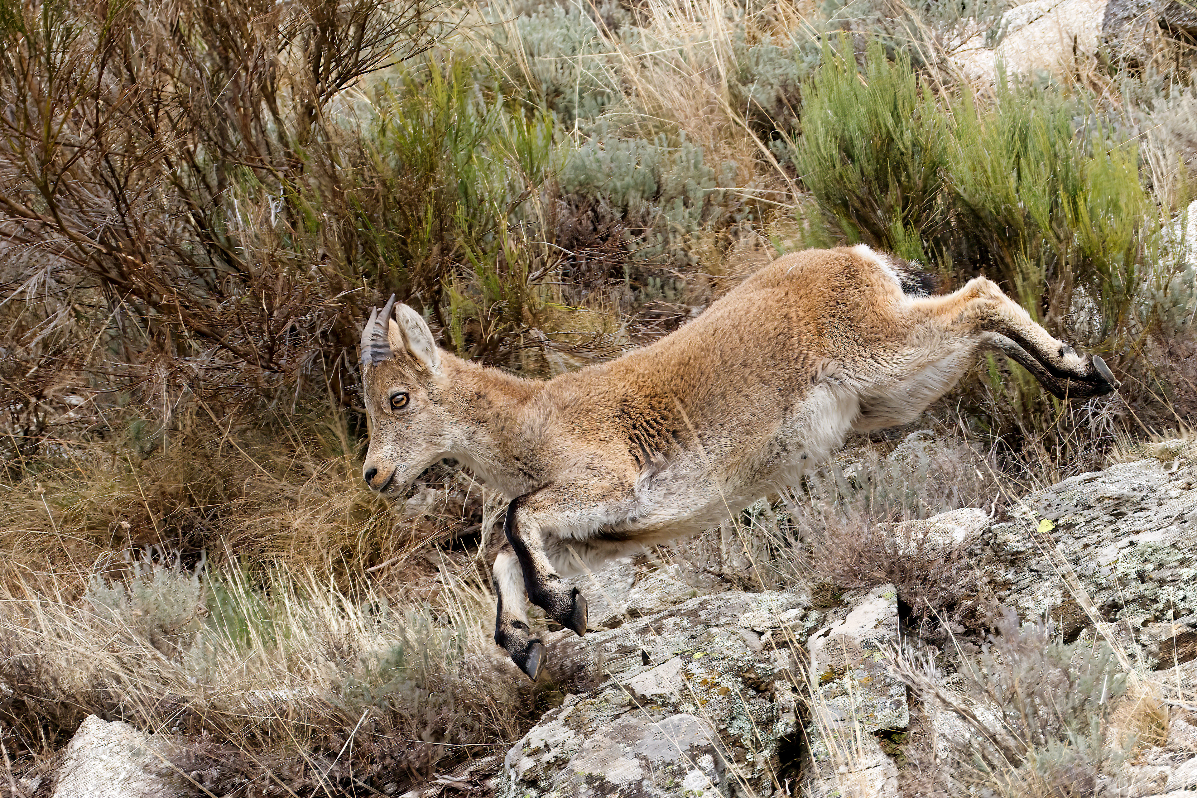Stambecco iberico femmina