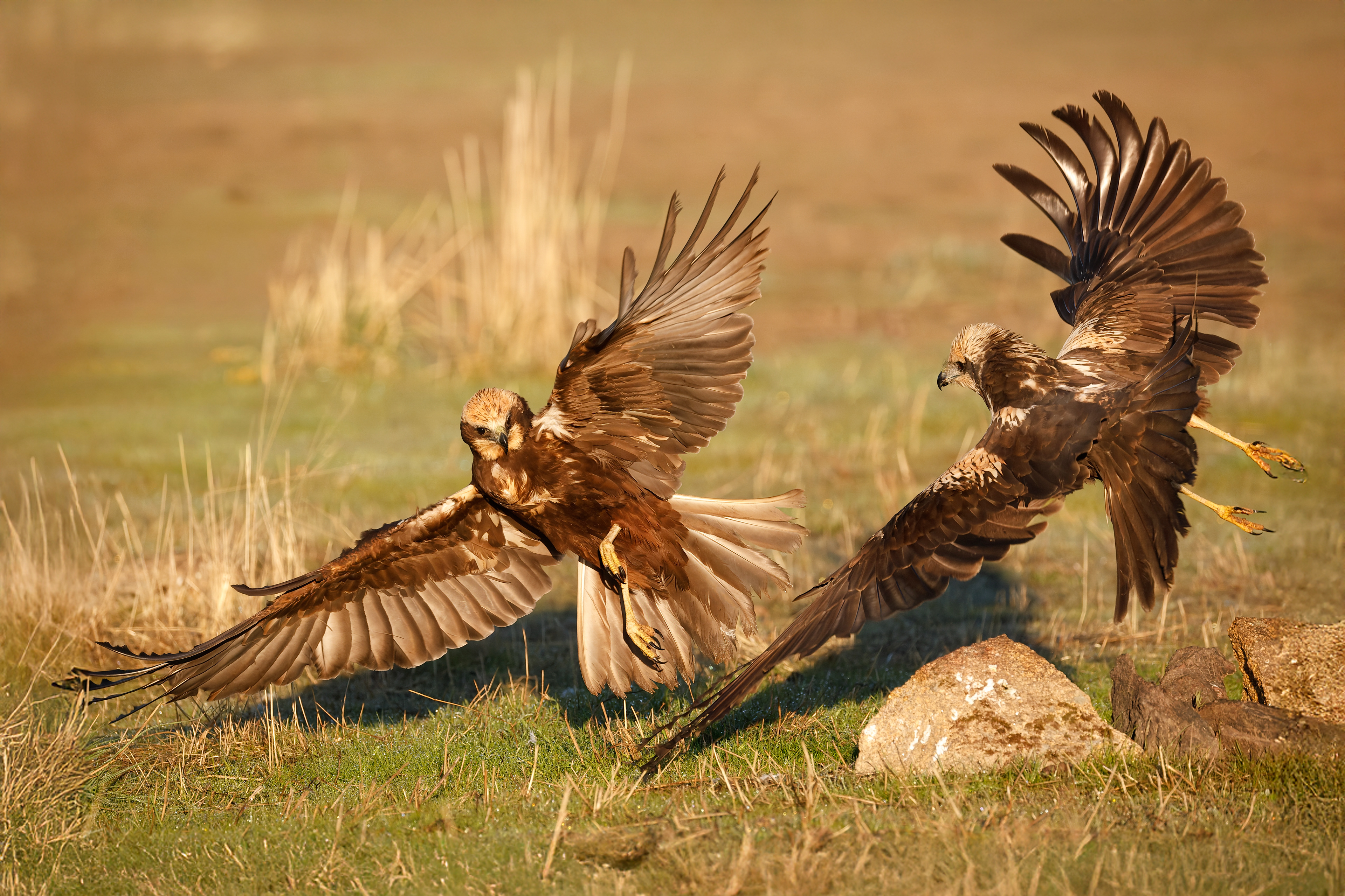 Falco di palude - suolo