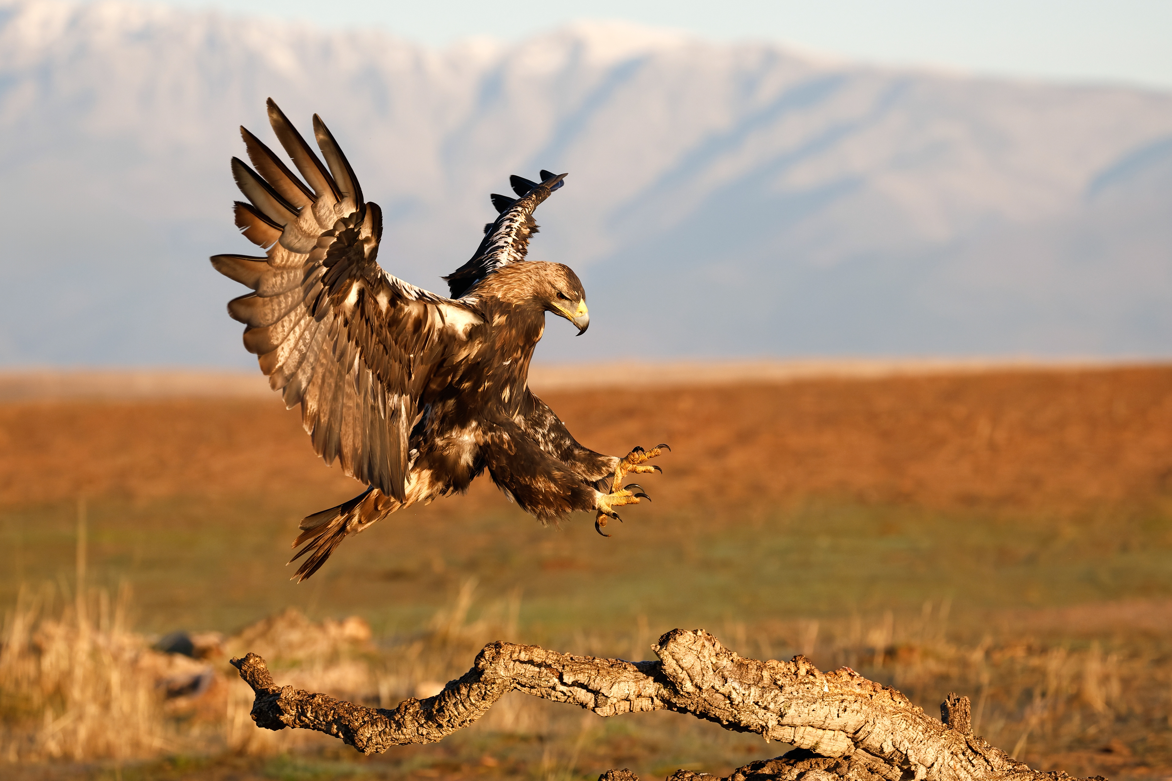 Aquila imperiale . atterraggio, steppa