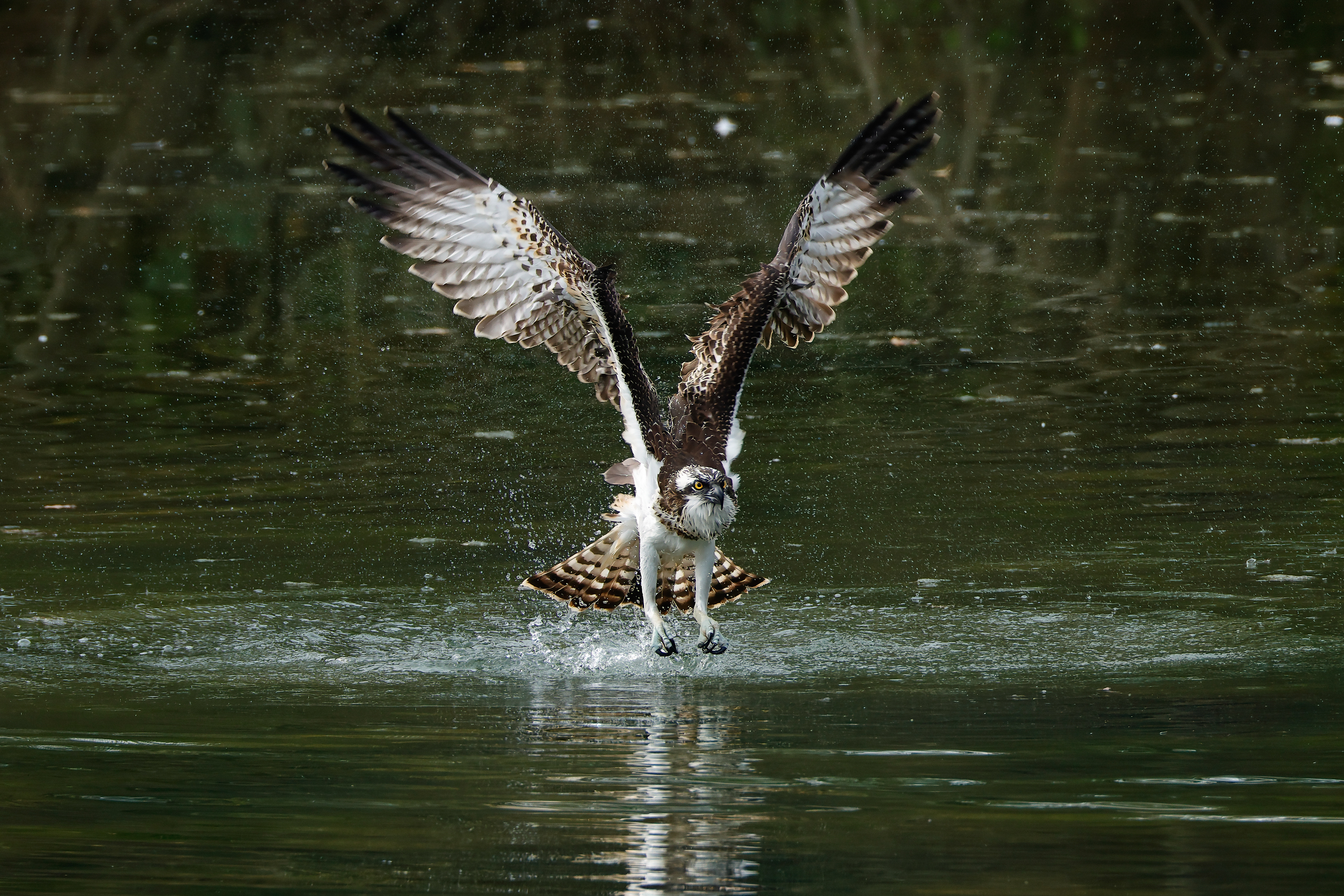 Fondo lago_6