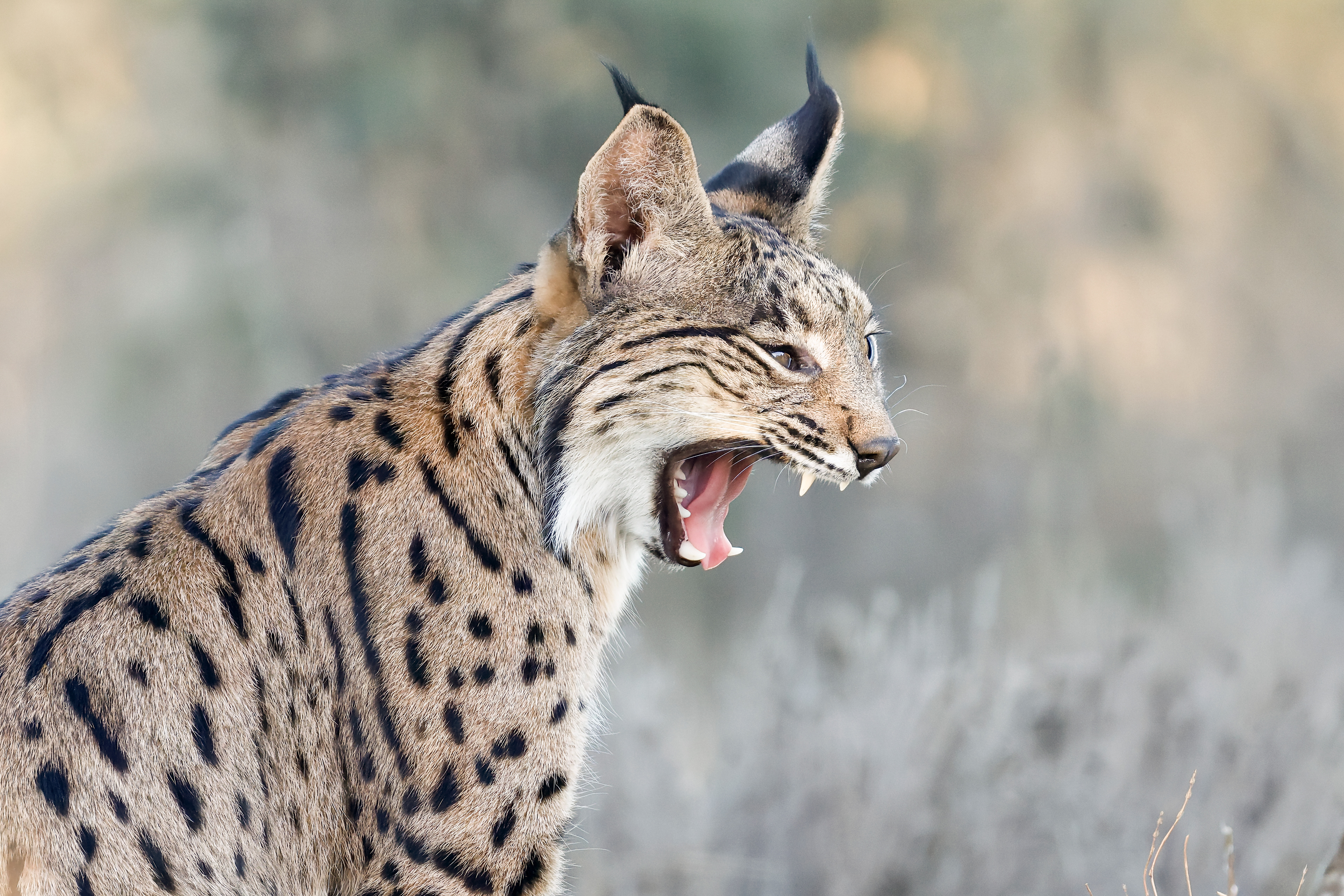 Lince iberica giovane