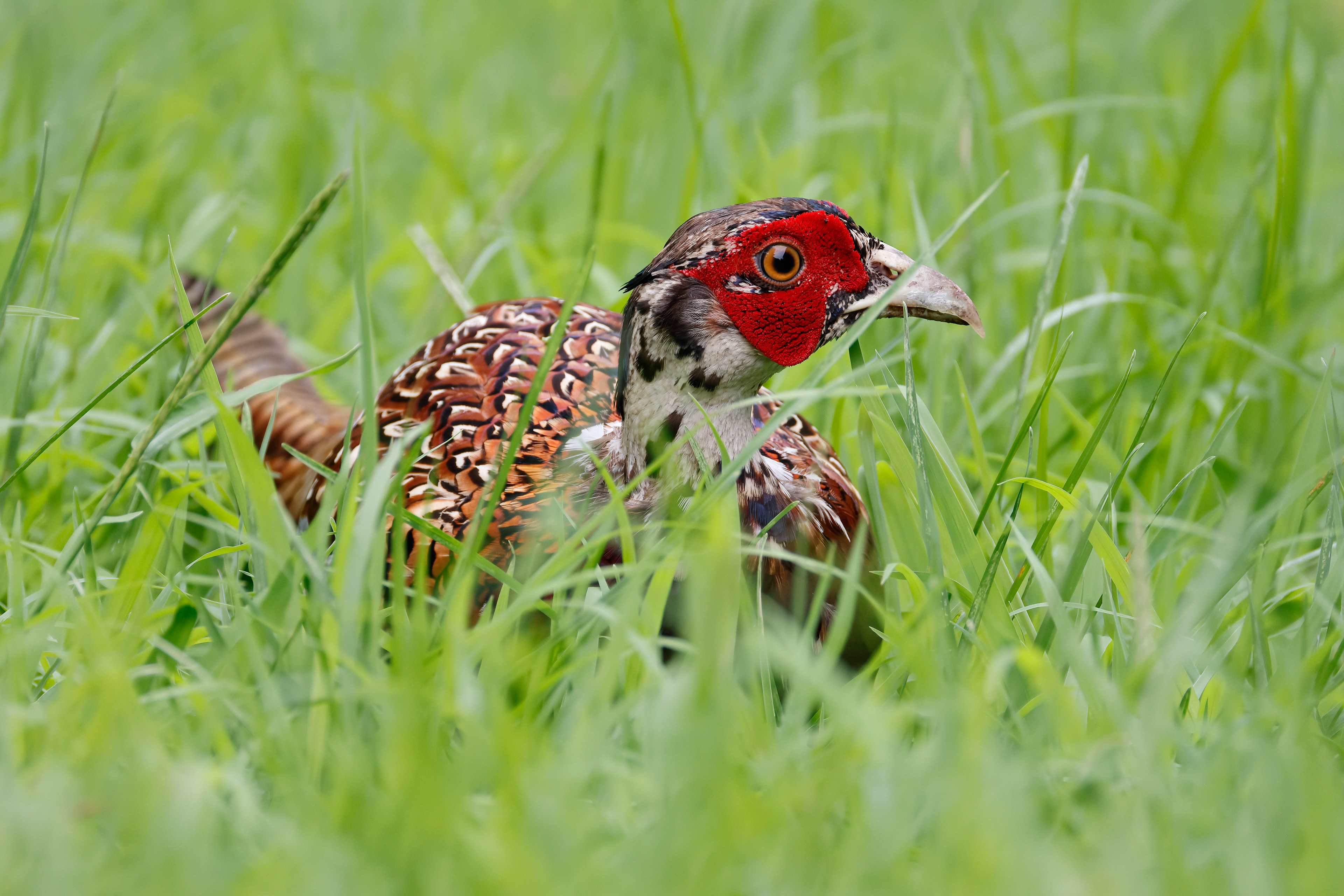 Common pheasant