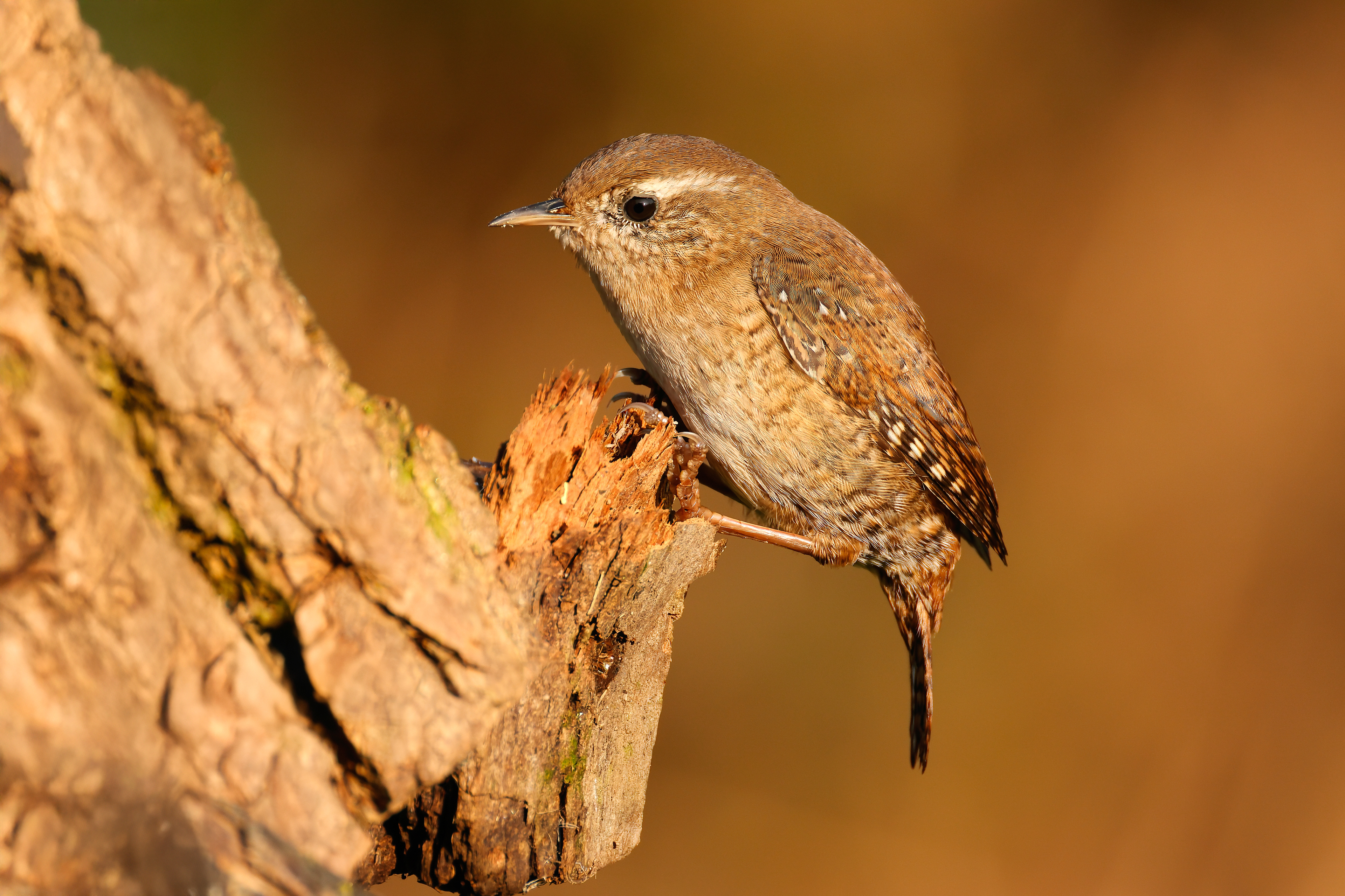 Eurasian wren