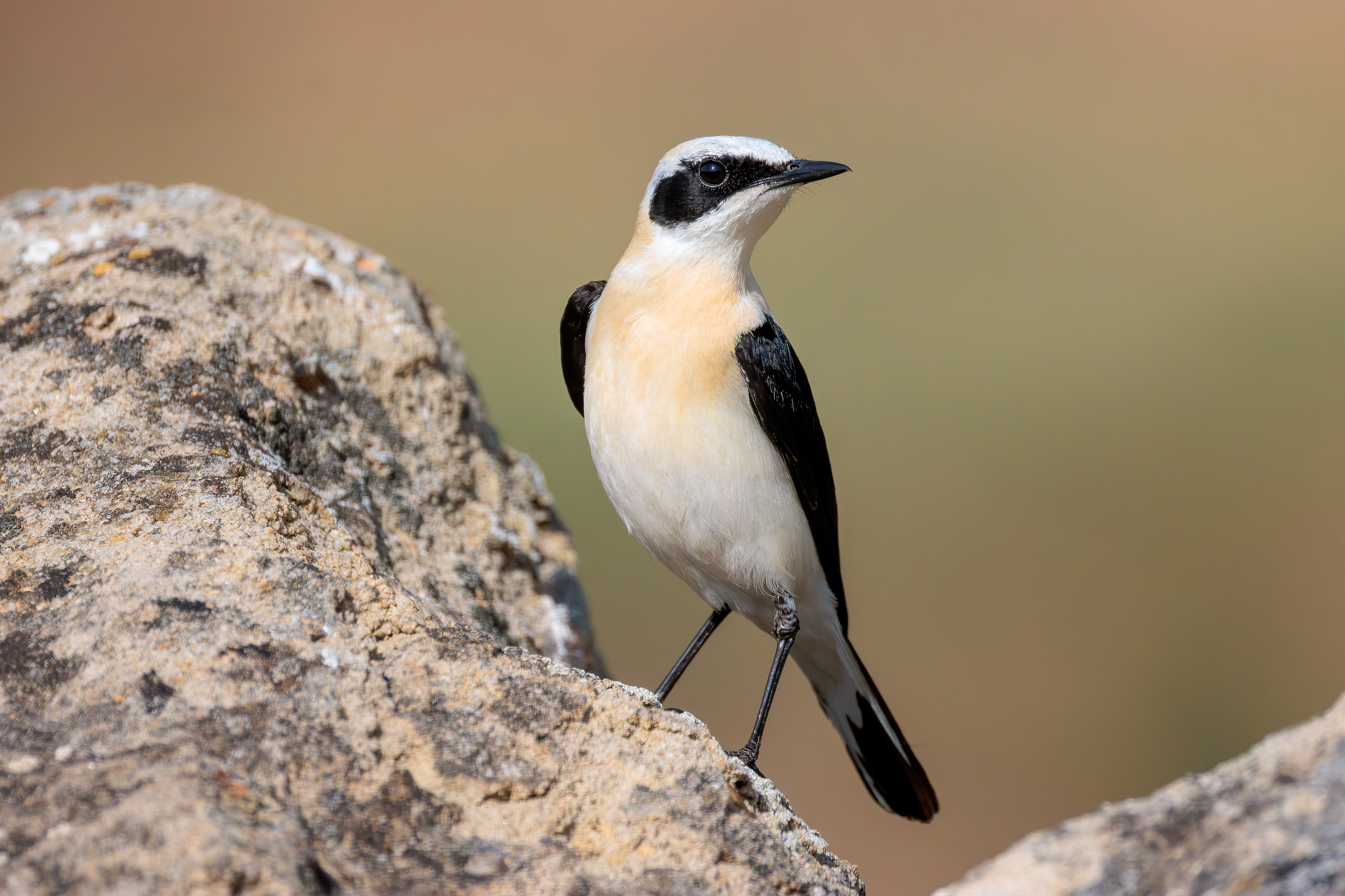 Western black-eared wheatear_male
