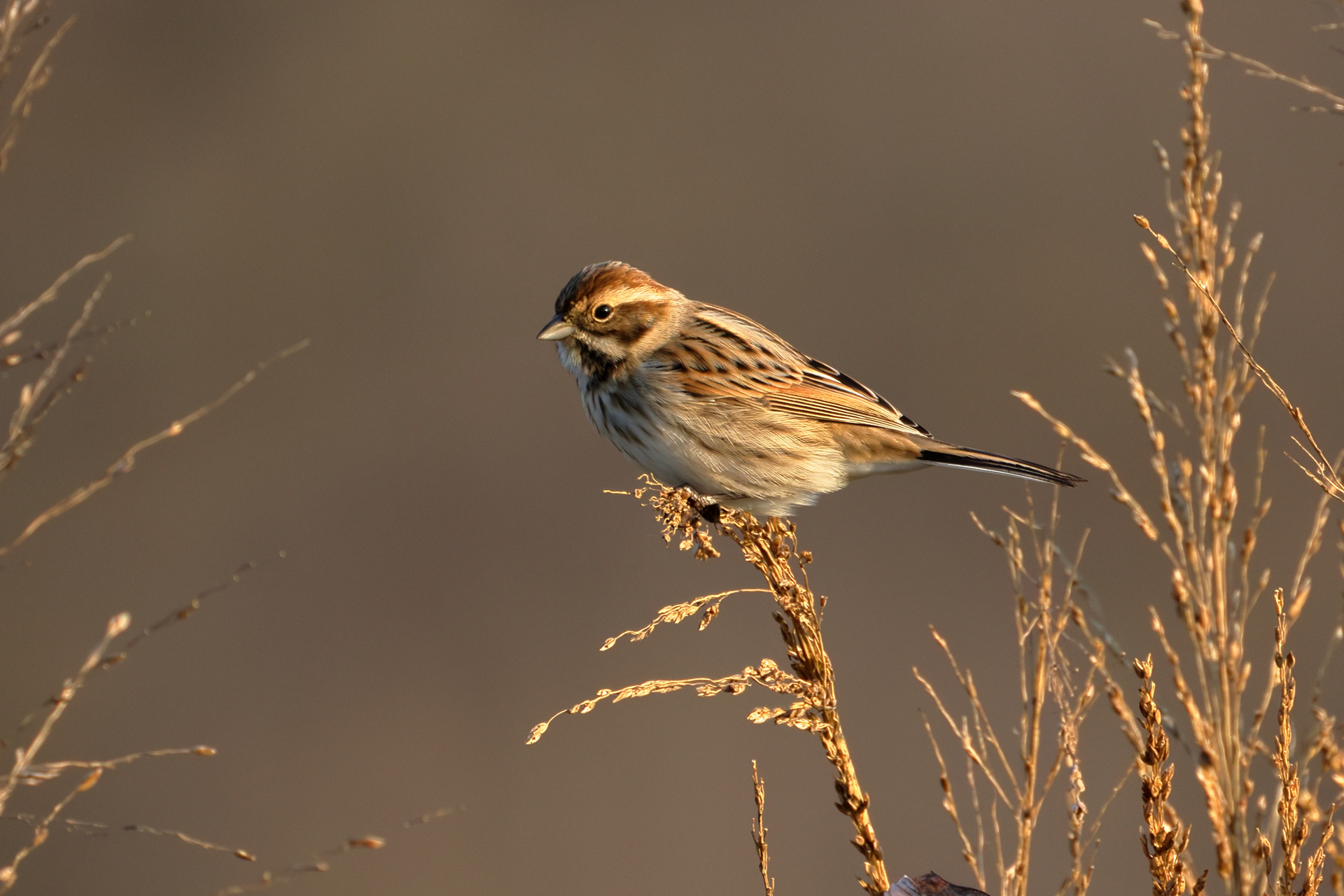 Migliarino di palude