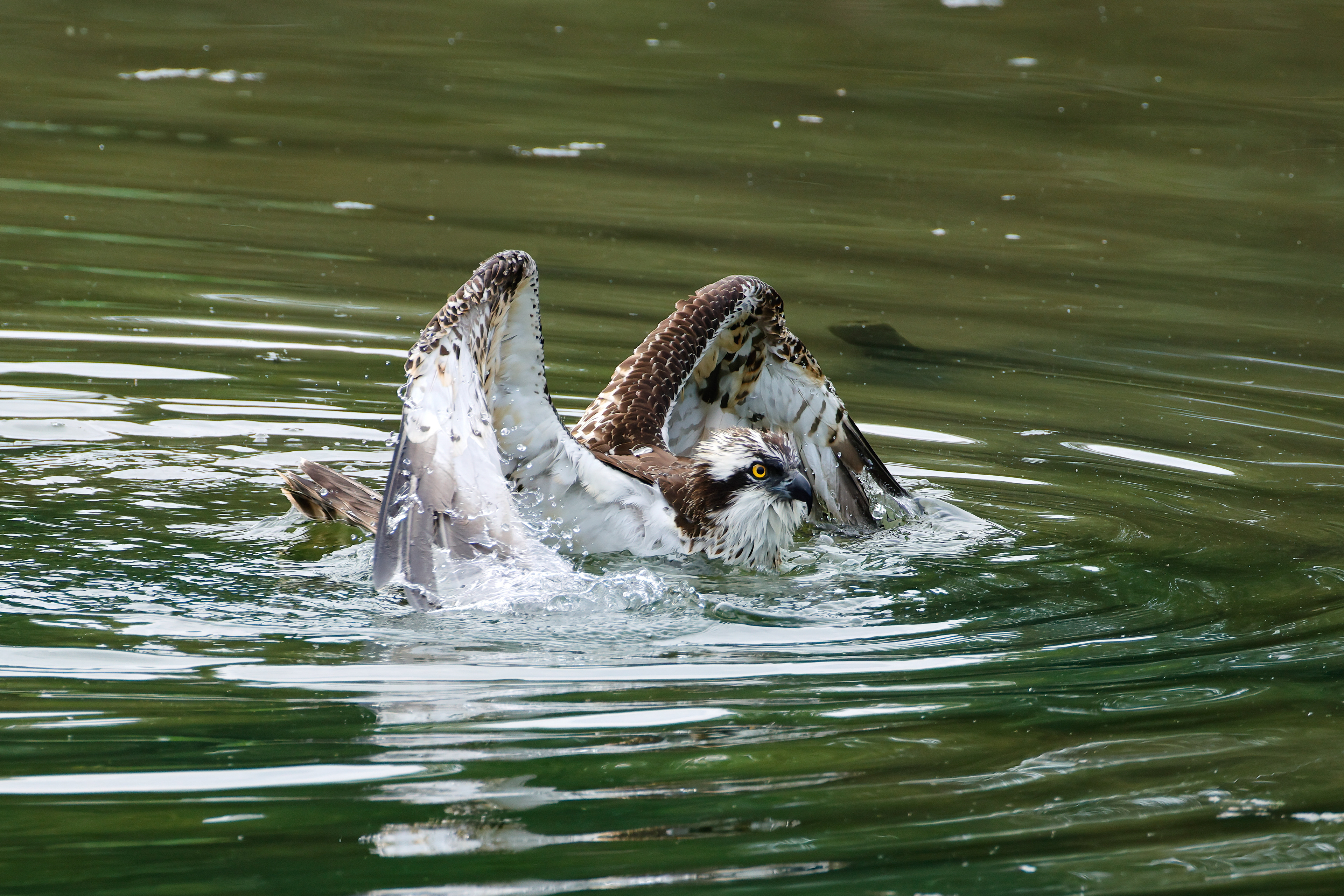 Decollo dall' acqua_6