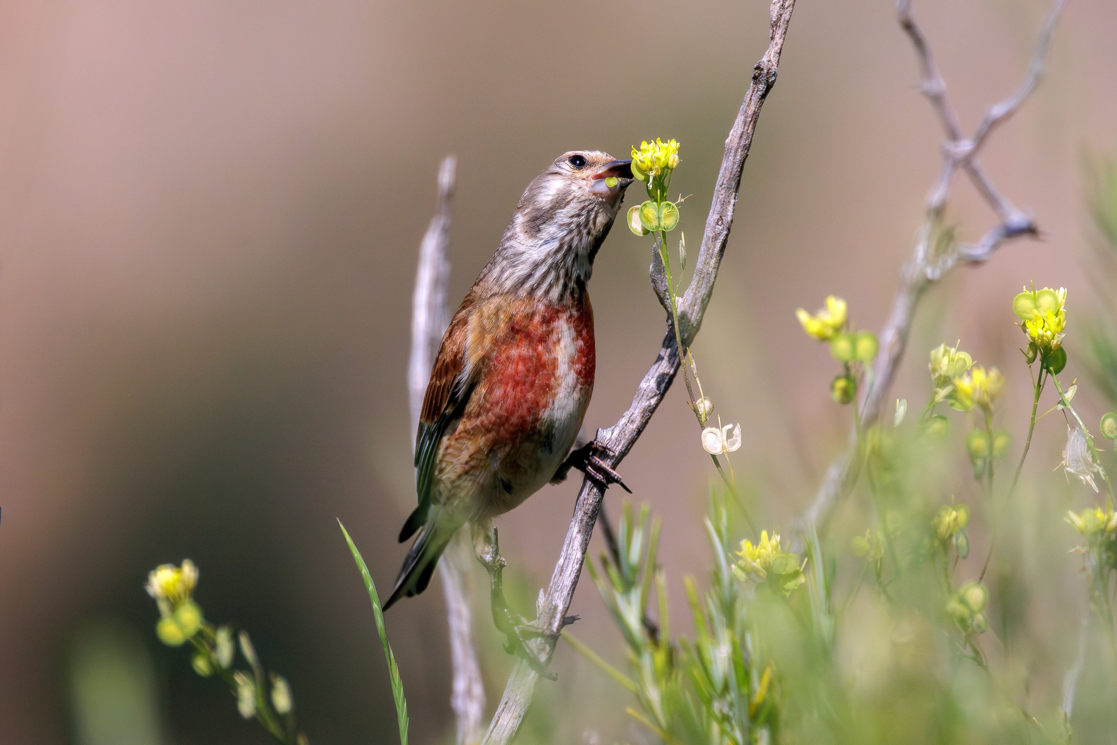 Common linnet