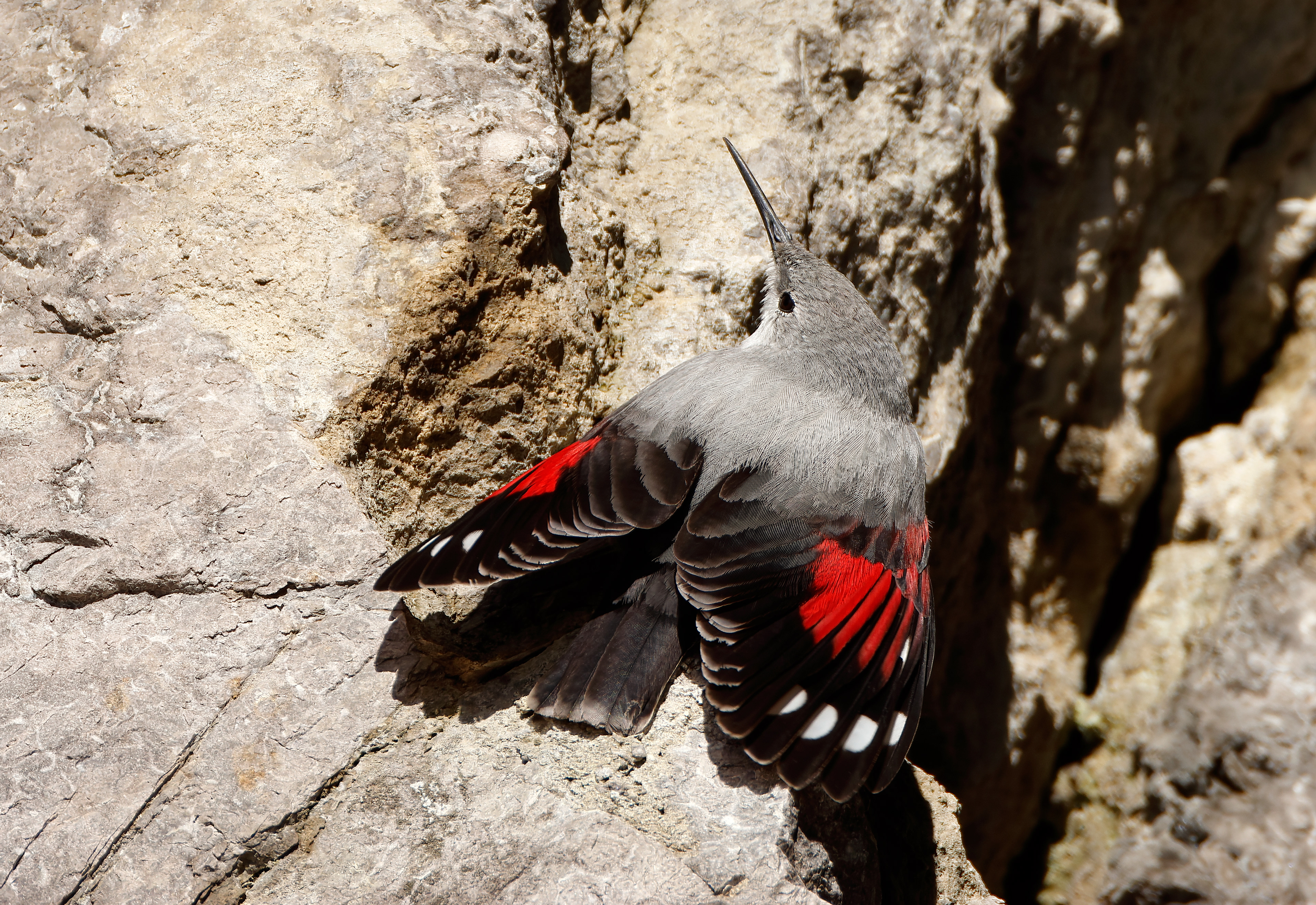 Wallcreeper - Alpes' butterfly