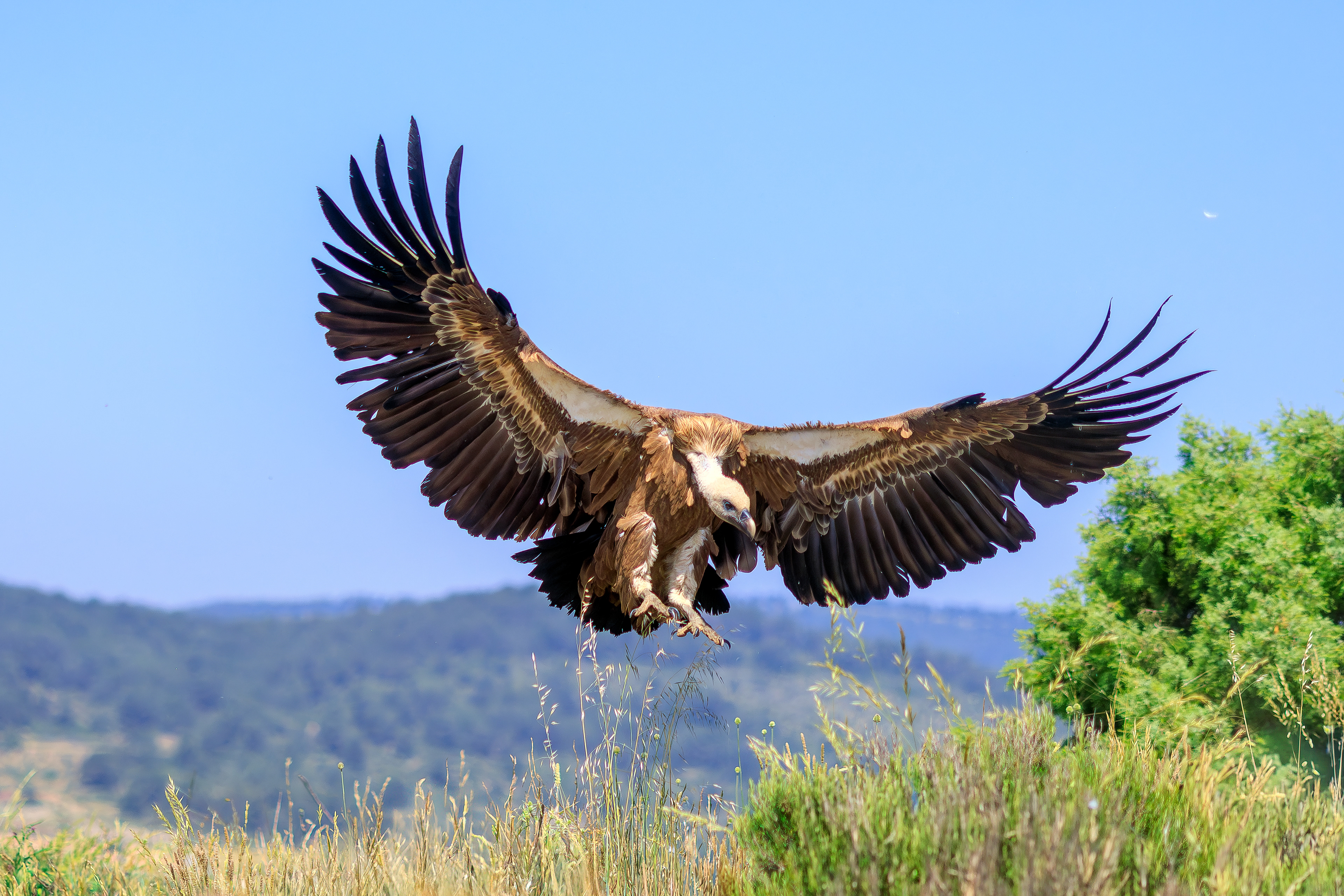 Griffon vulture