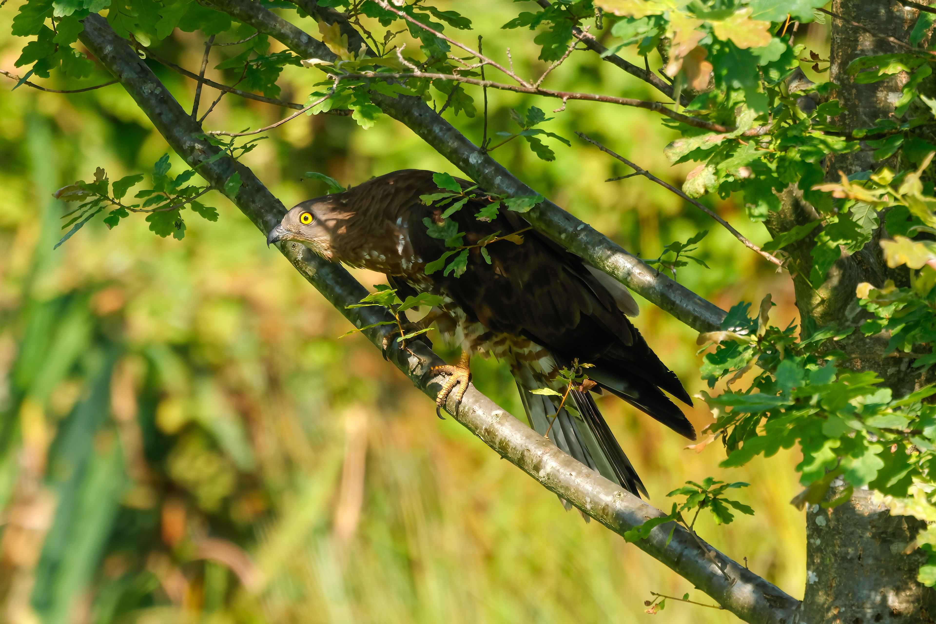 European honey buzzard
