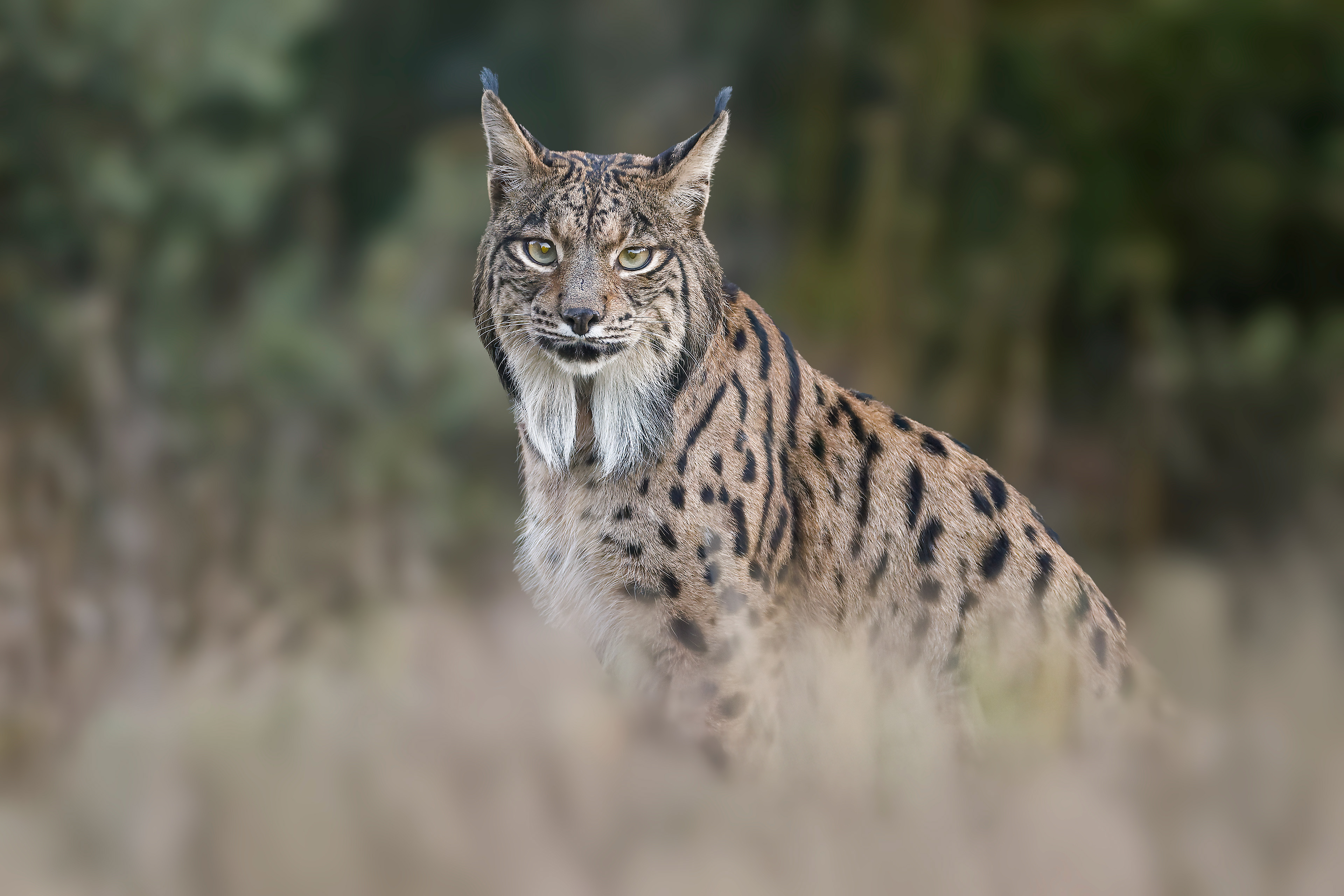Lince iberica adulta - maschio
