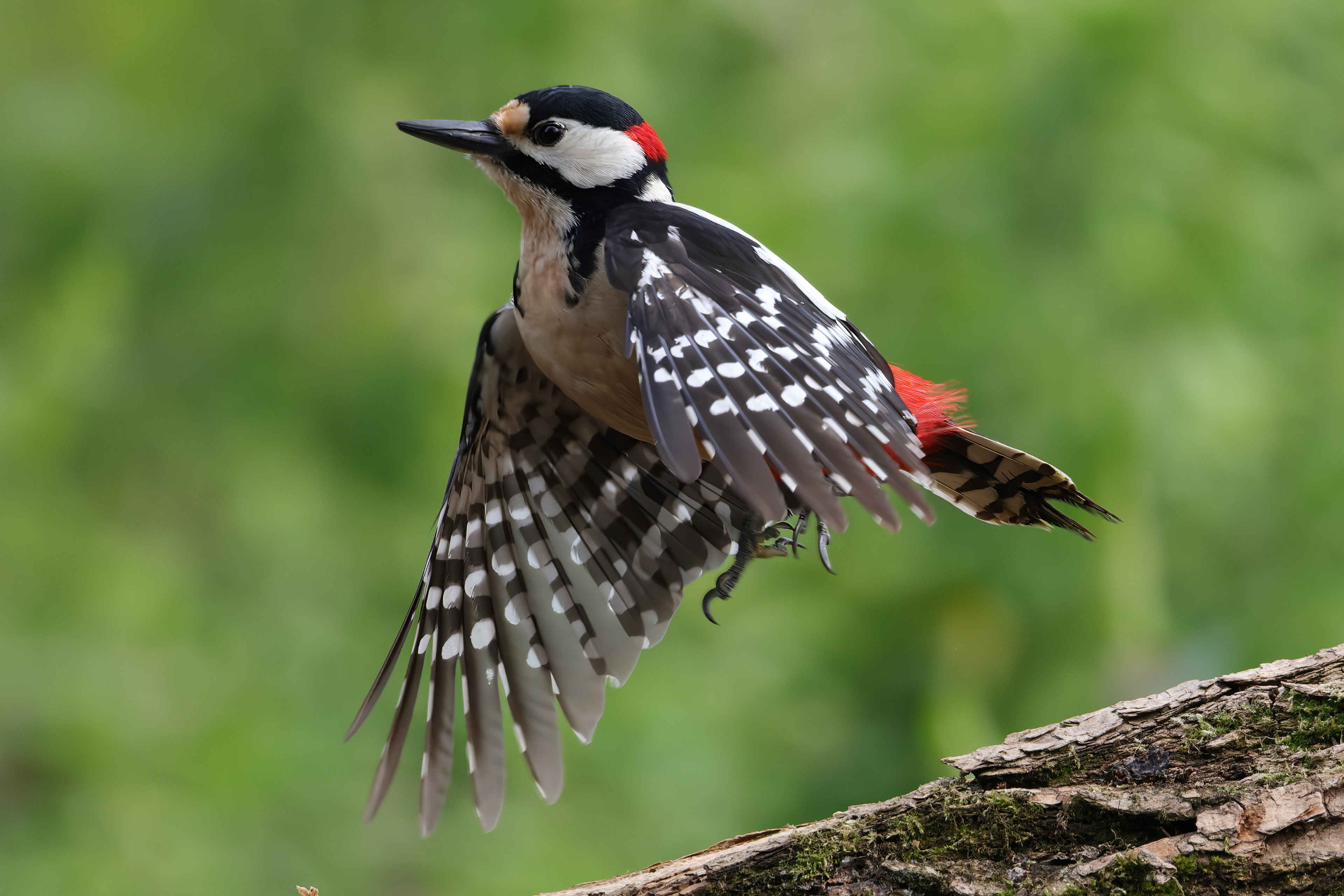Picchio rosso maggiore