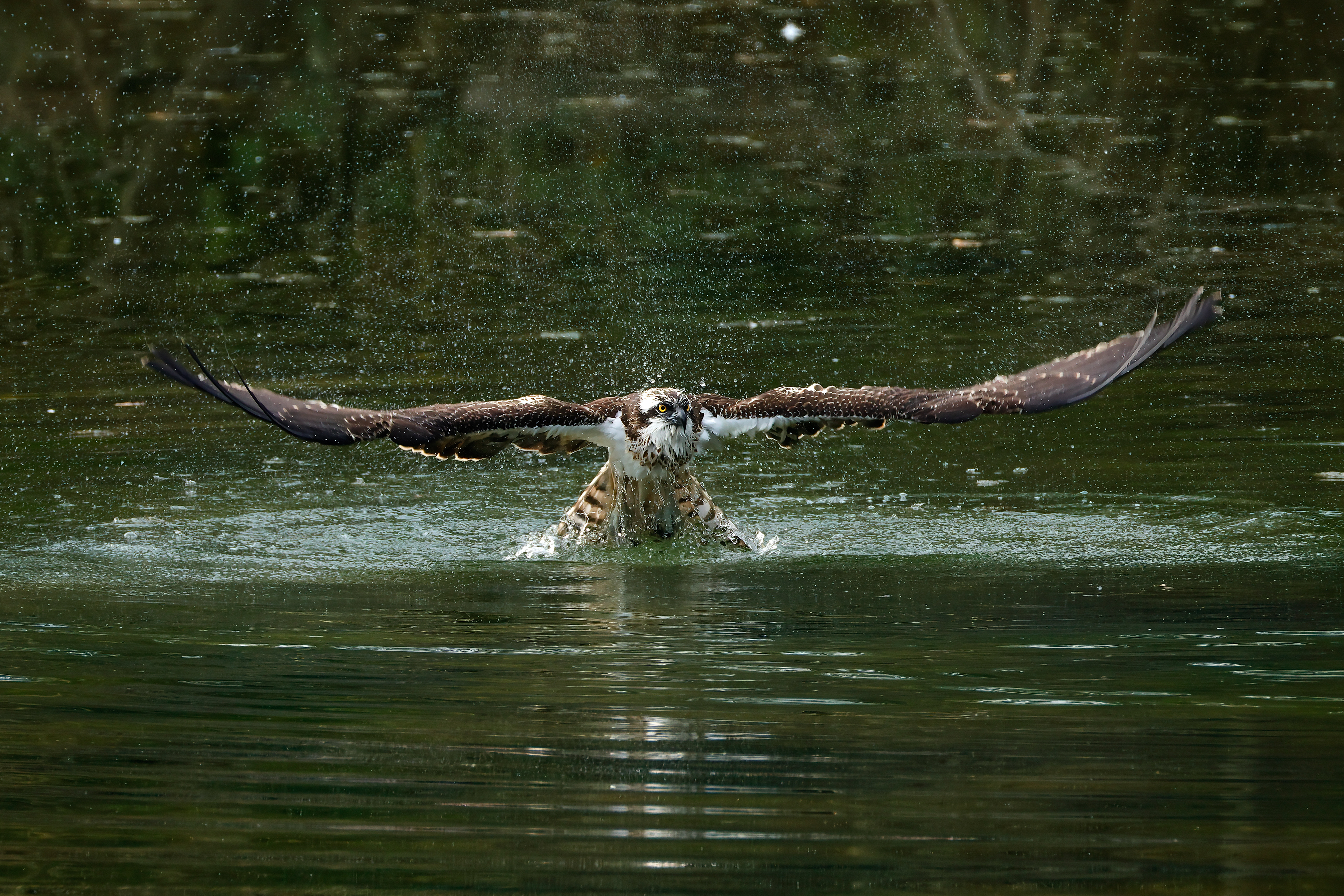 Fondo lago_3