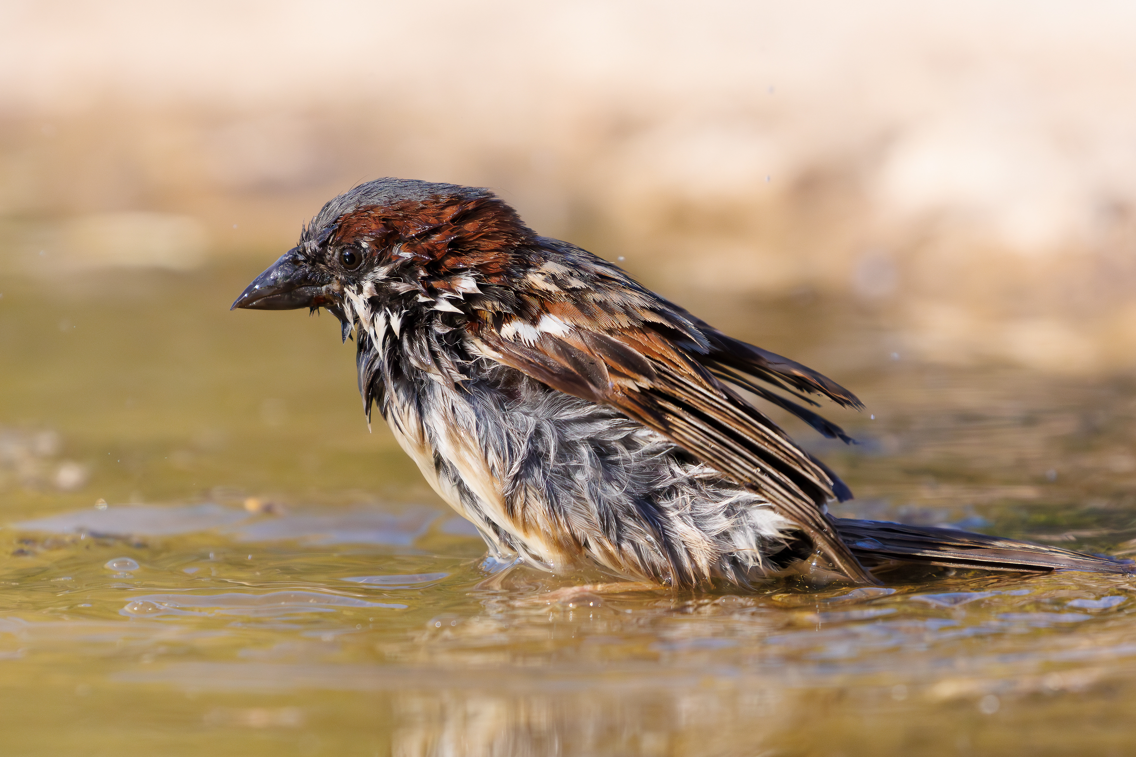 Passera oltremontana maschio