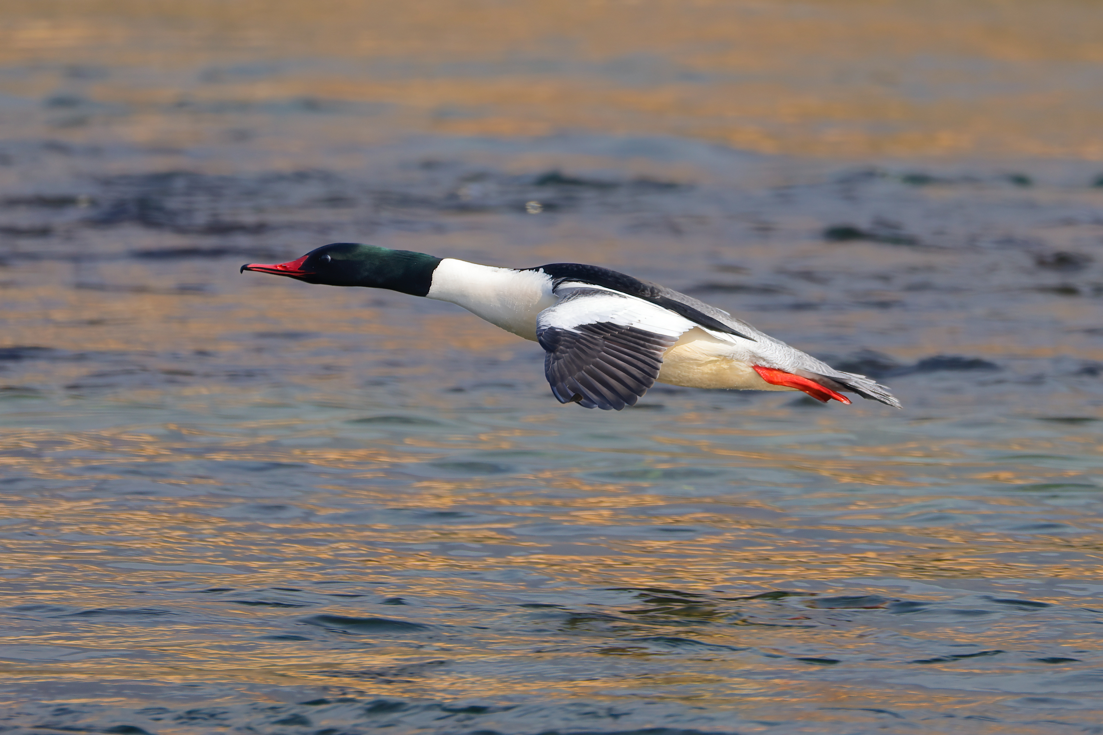 Common merganser