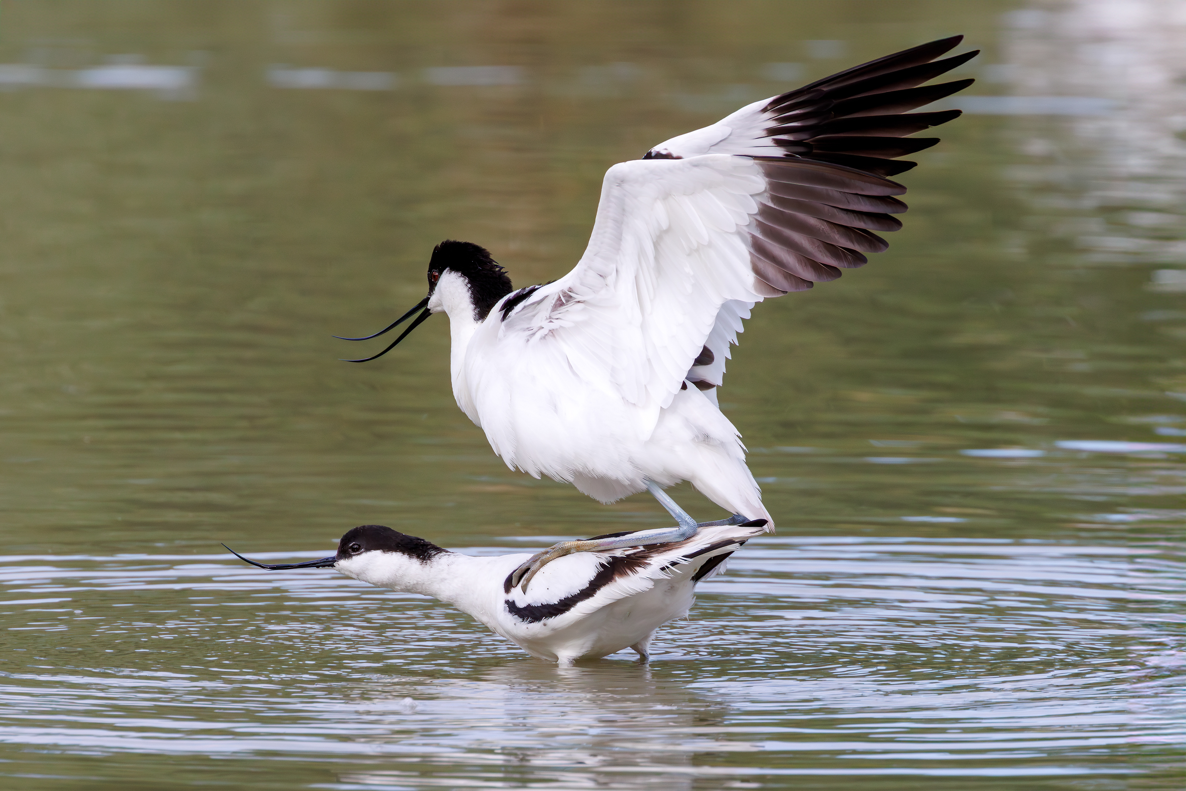 Pied avocet