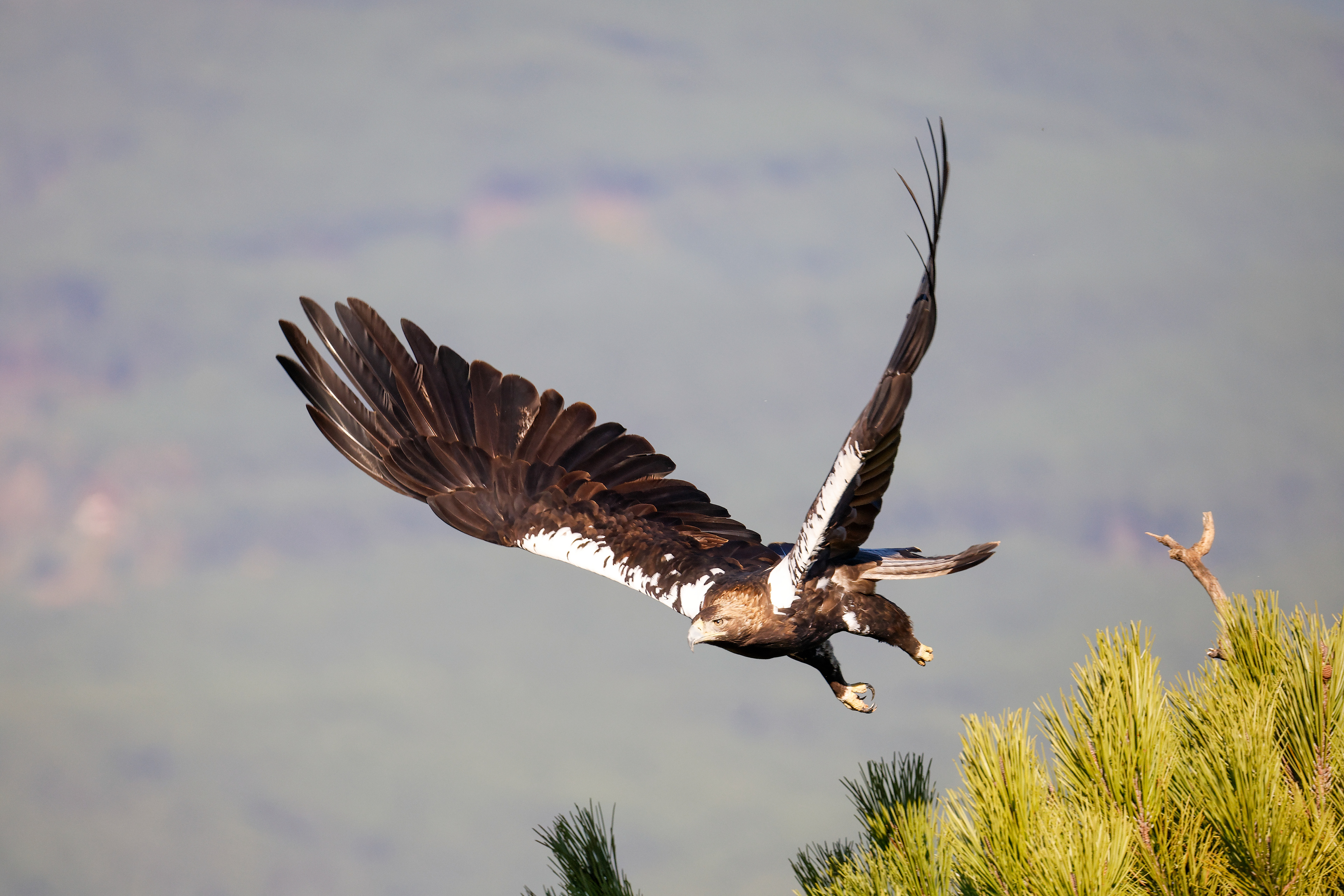 Aquila imperiale anziana - montagna, decollo