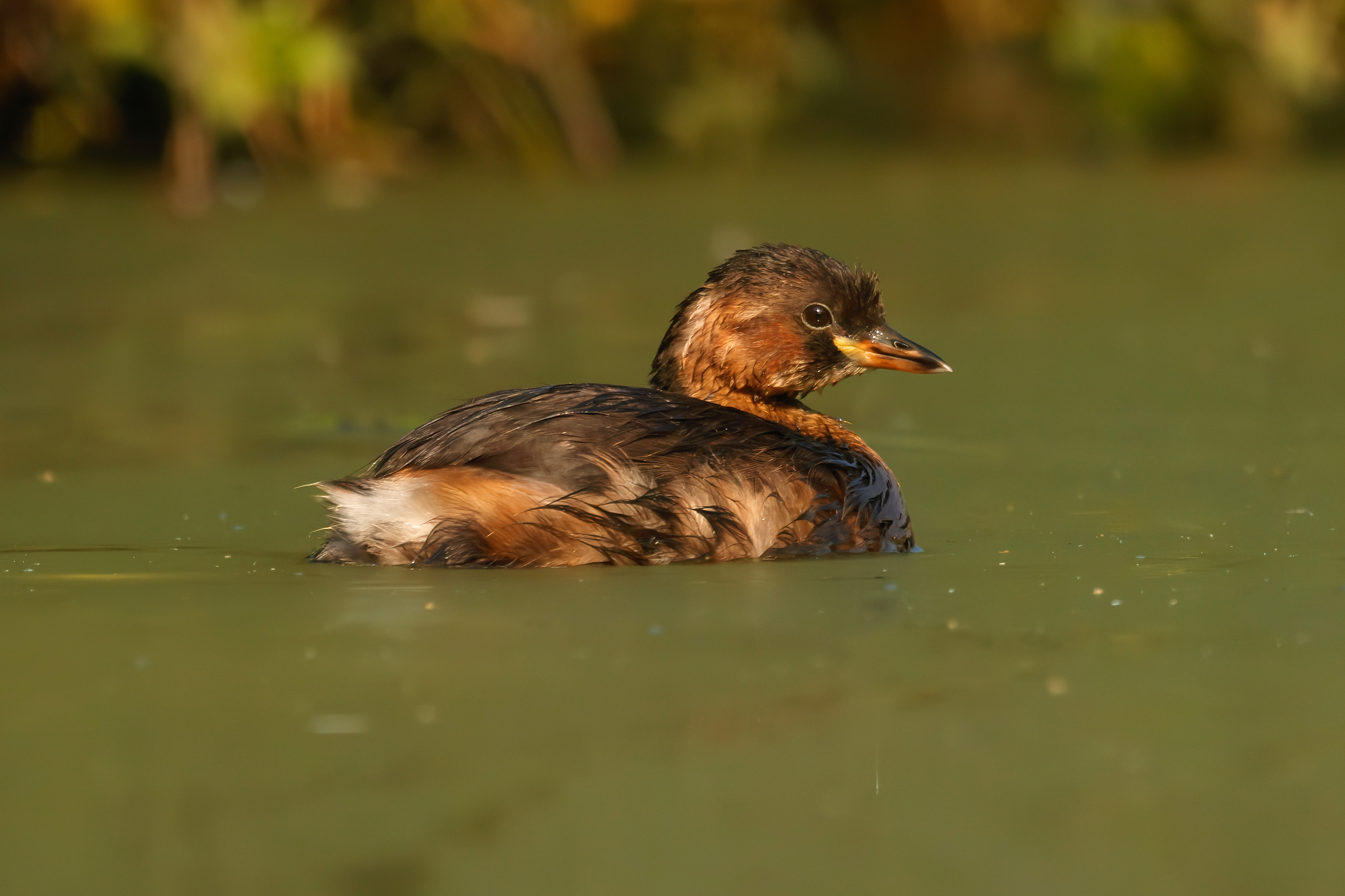 Little grebe_female