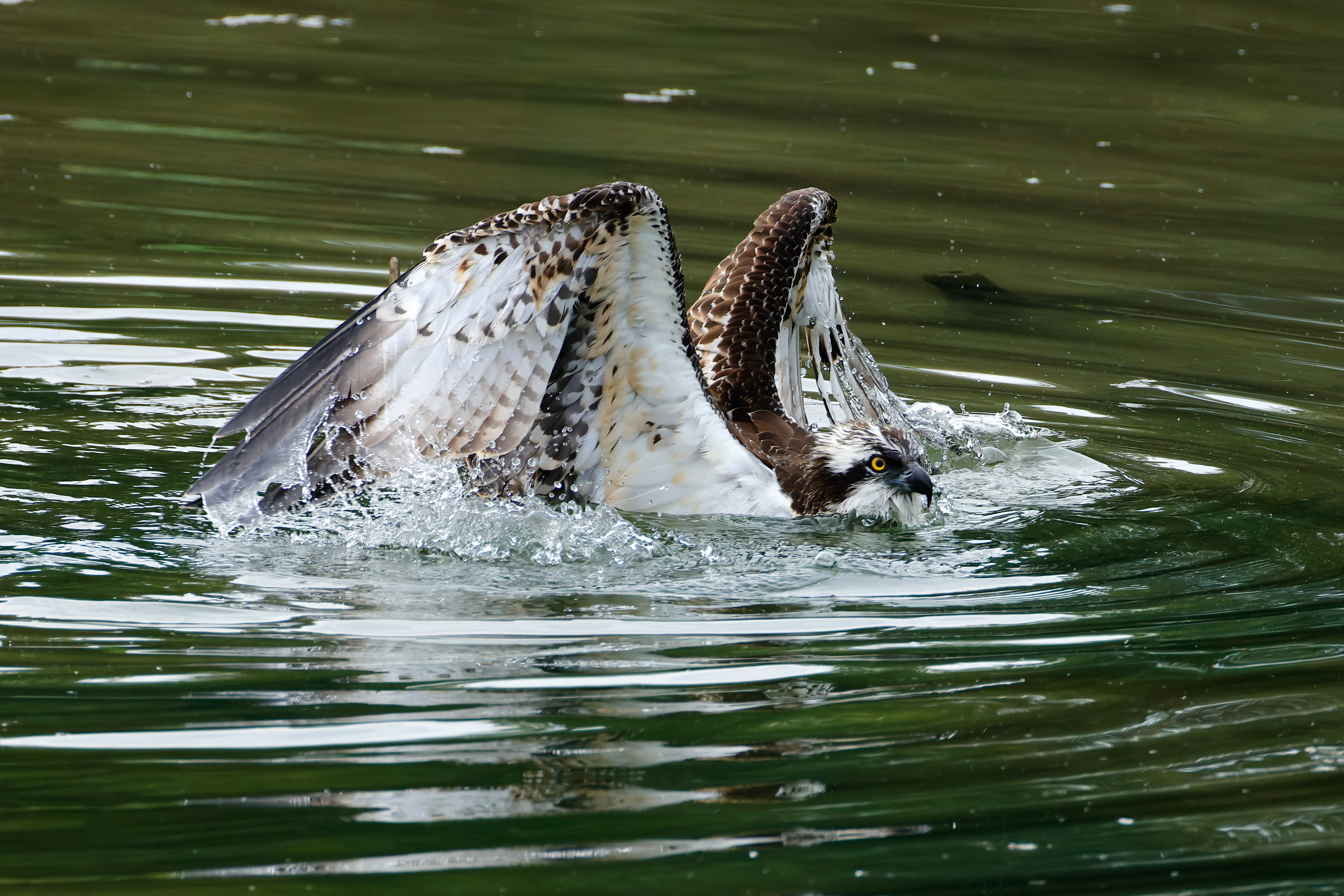 Decollo dall' acqua_7