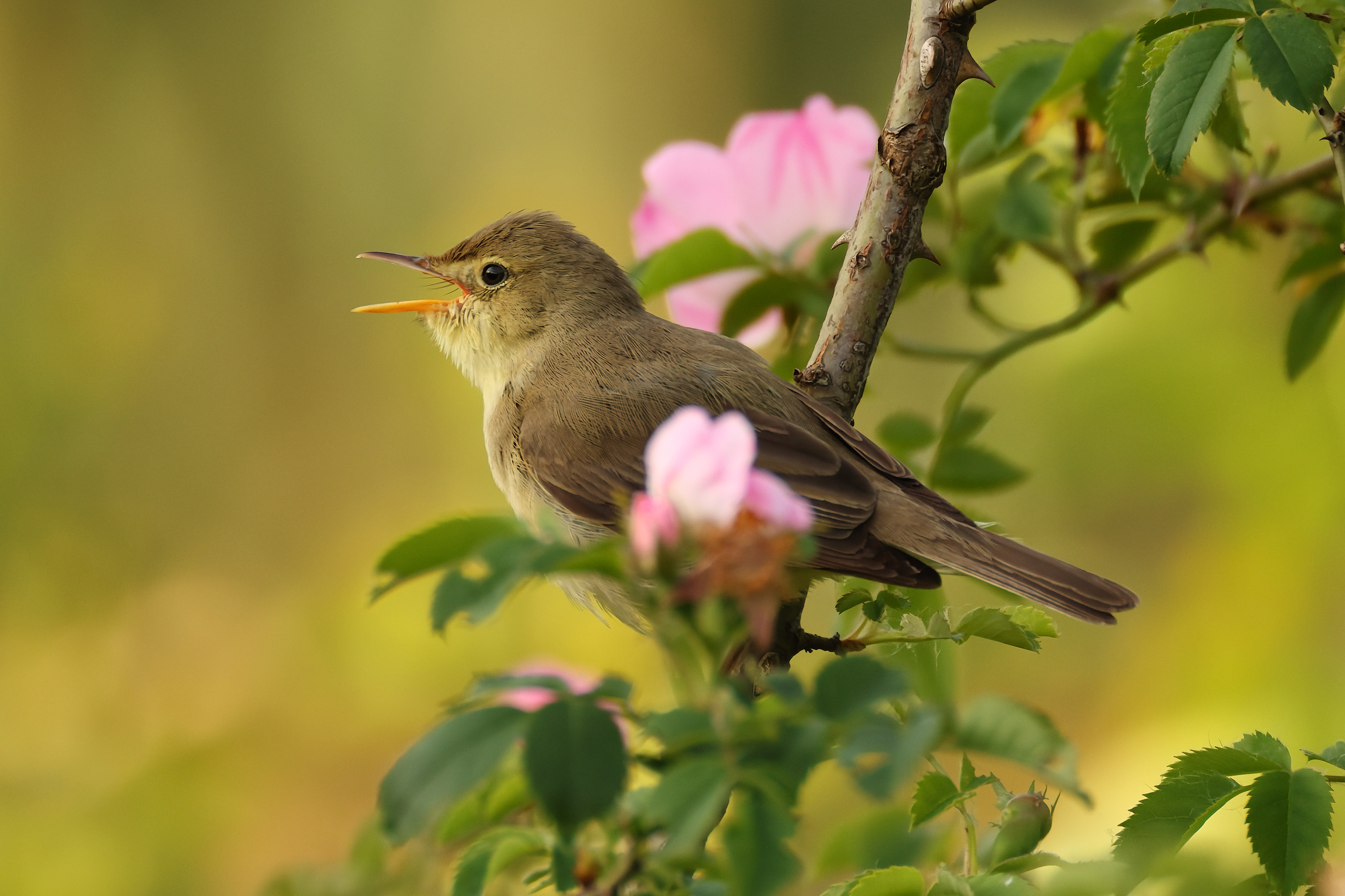 Melodious warbler