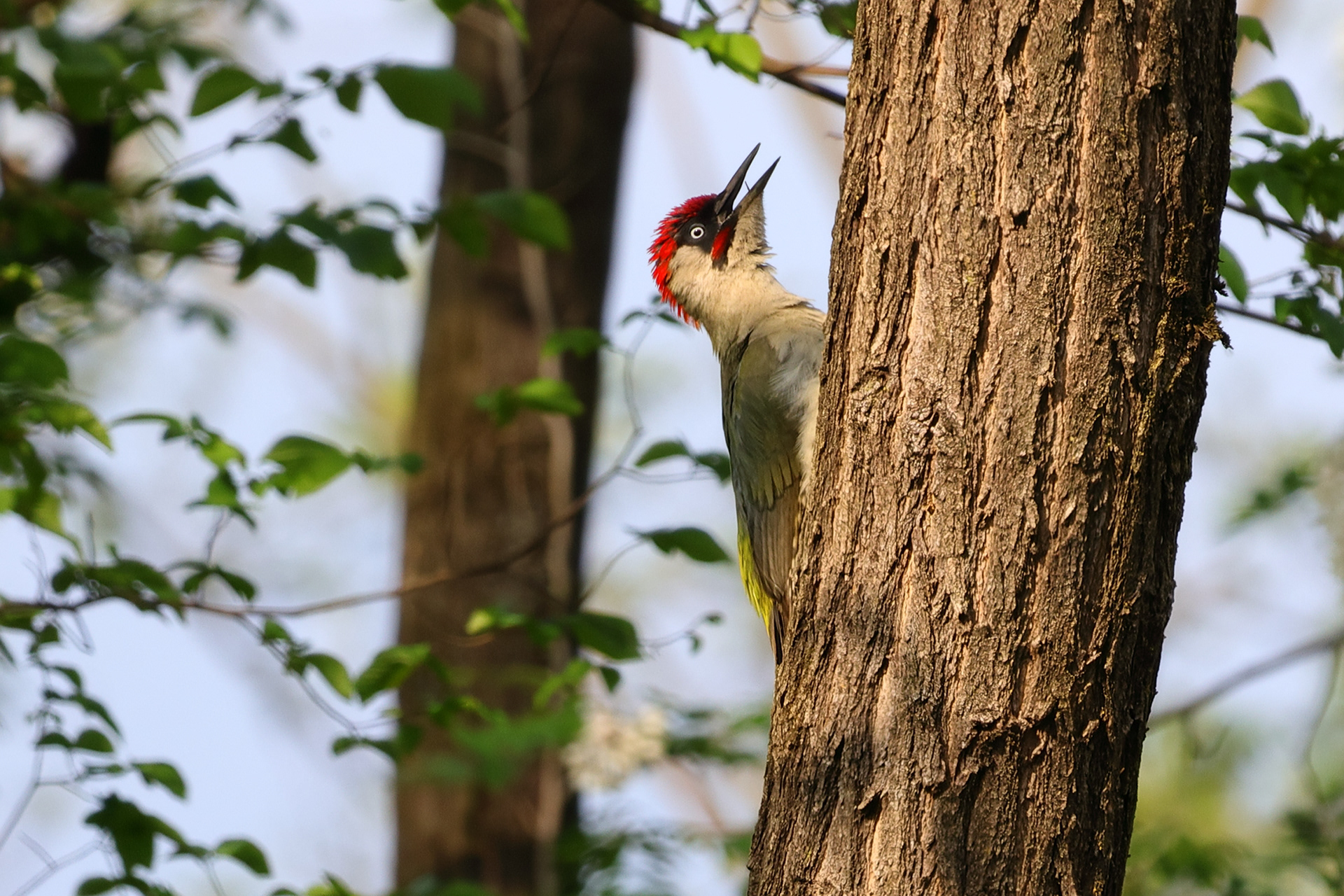 European green woodpecker