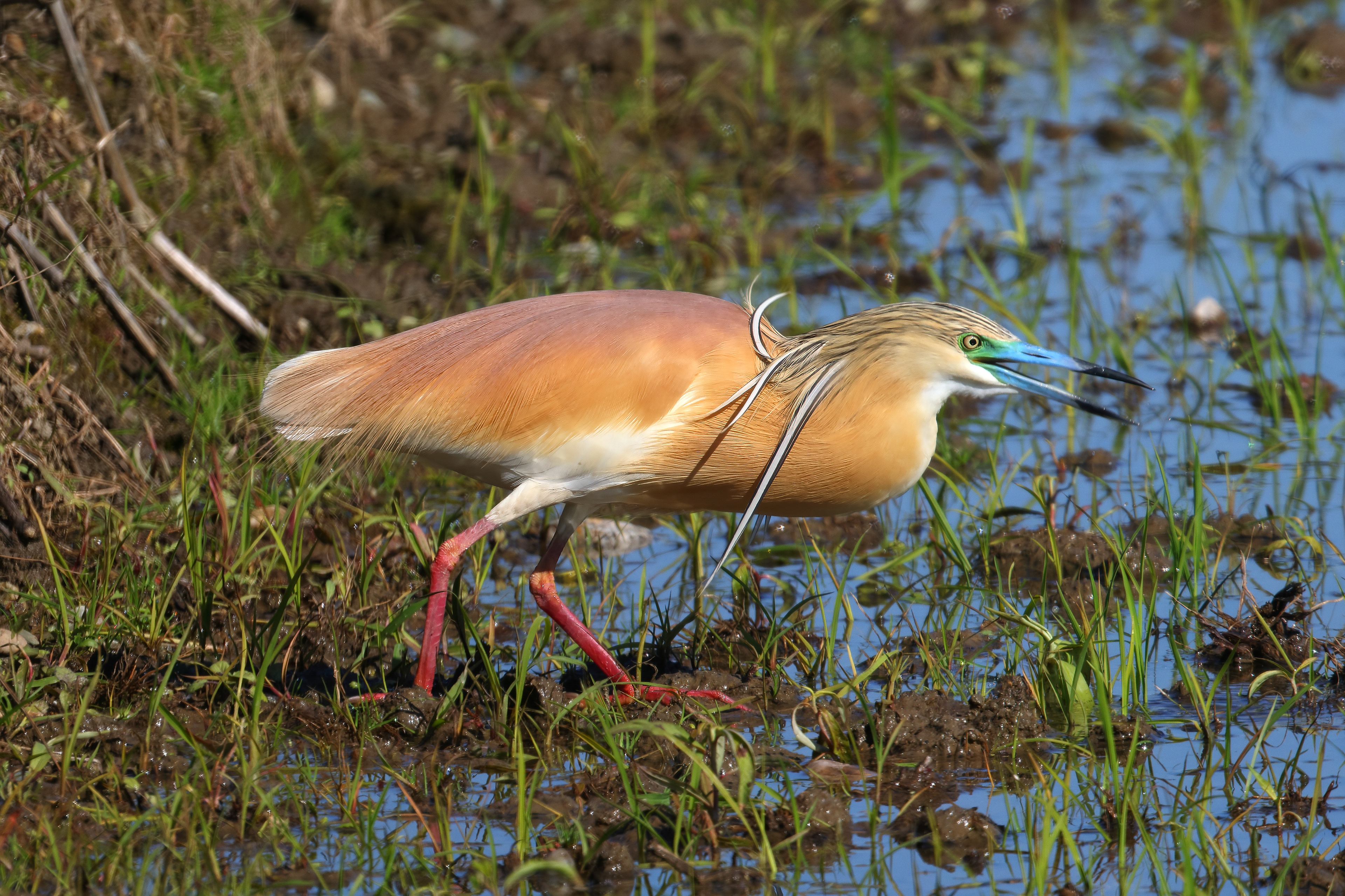 Squacco heron