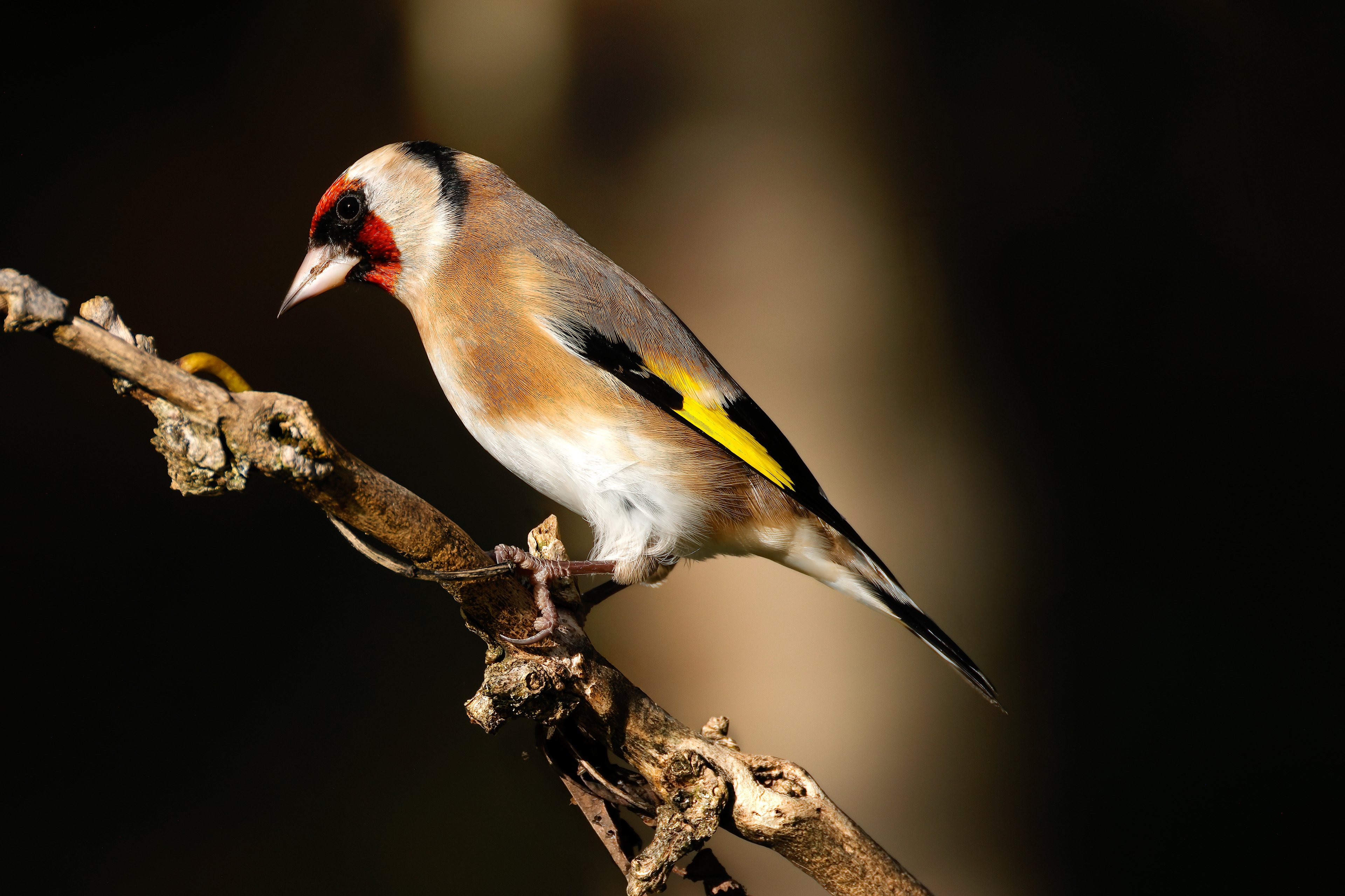 European goldfinch