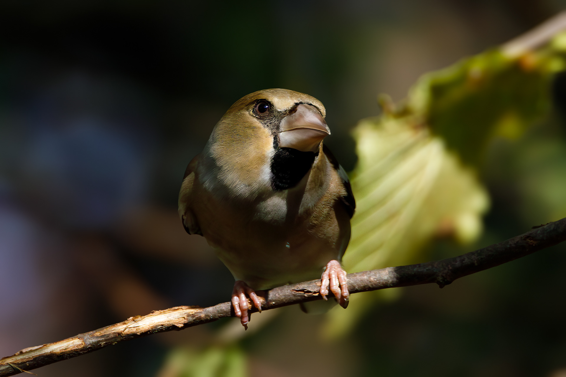 Hawfinch