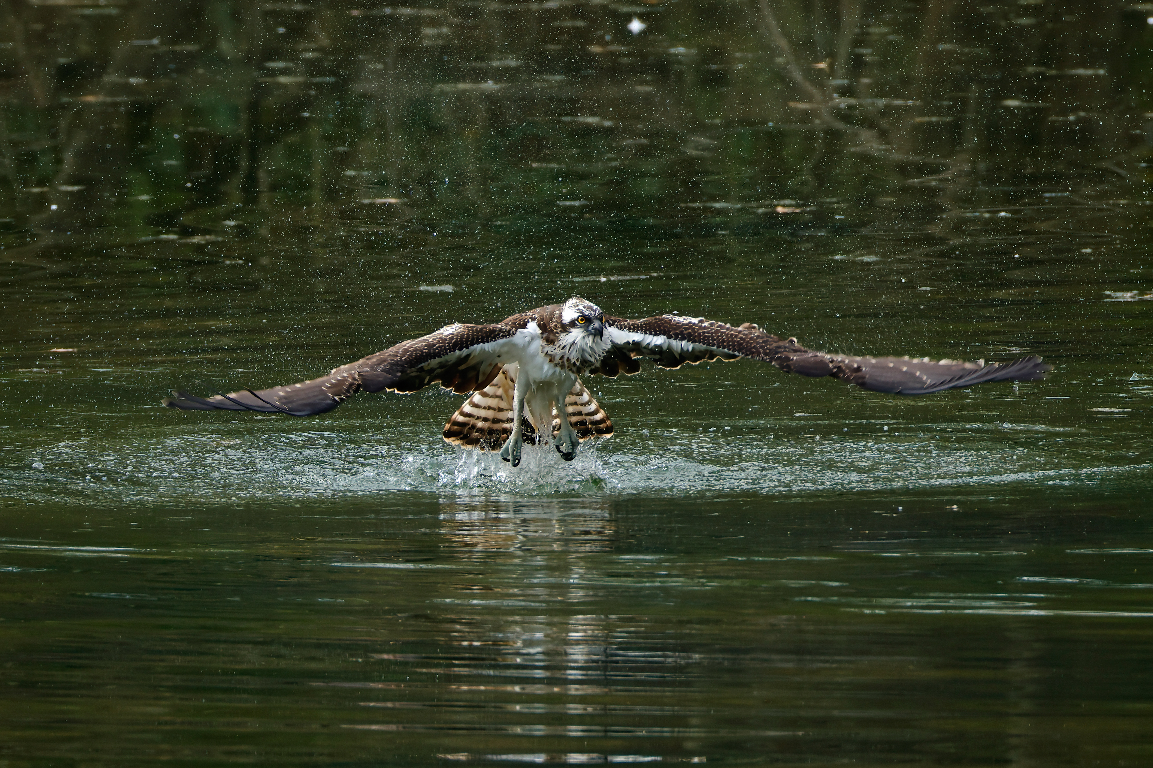 Fondo lago_5