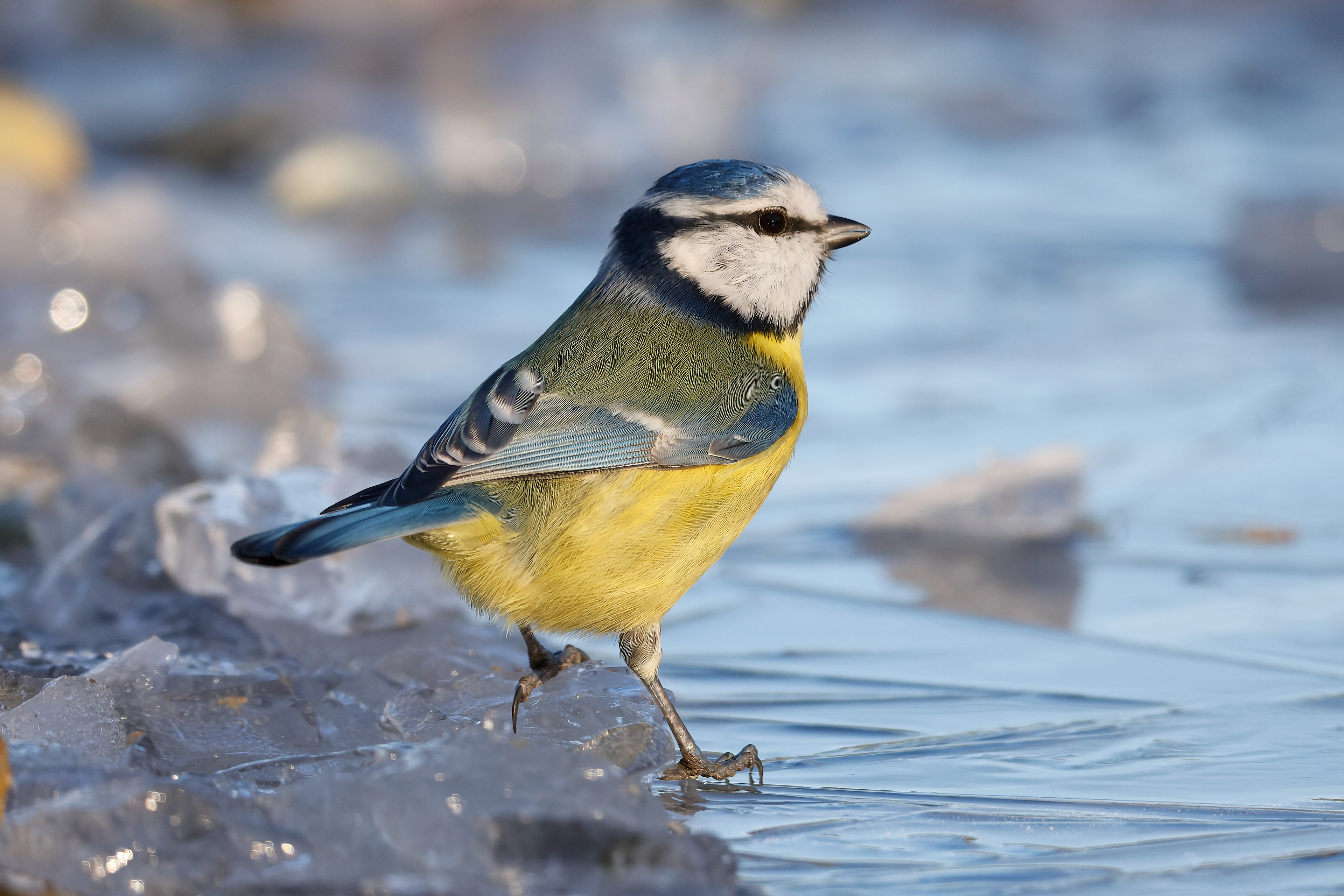 Eurasian blue tit