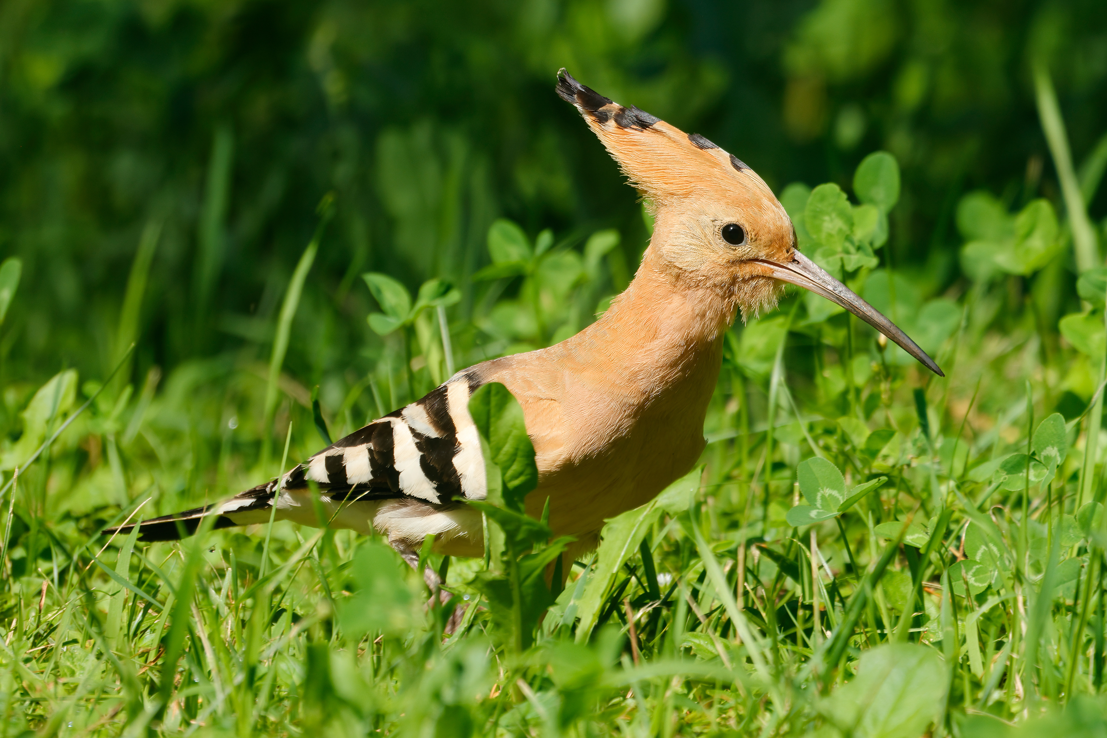 Hoopoe