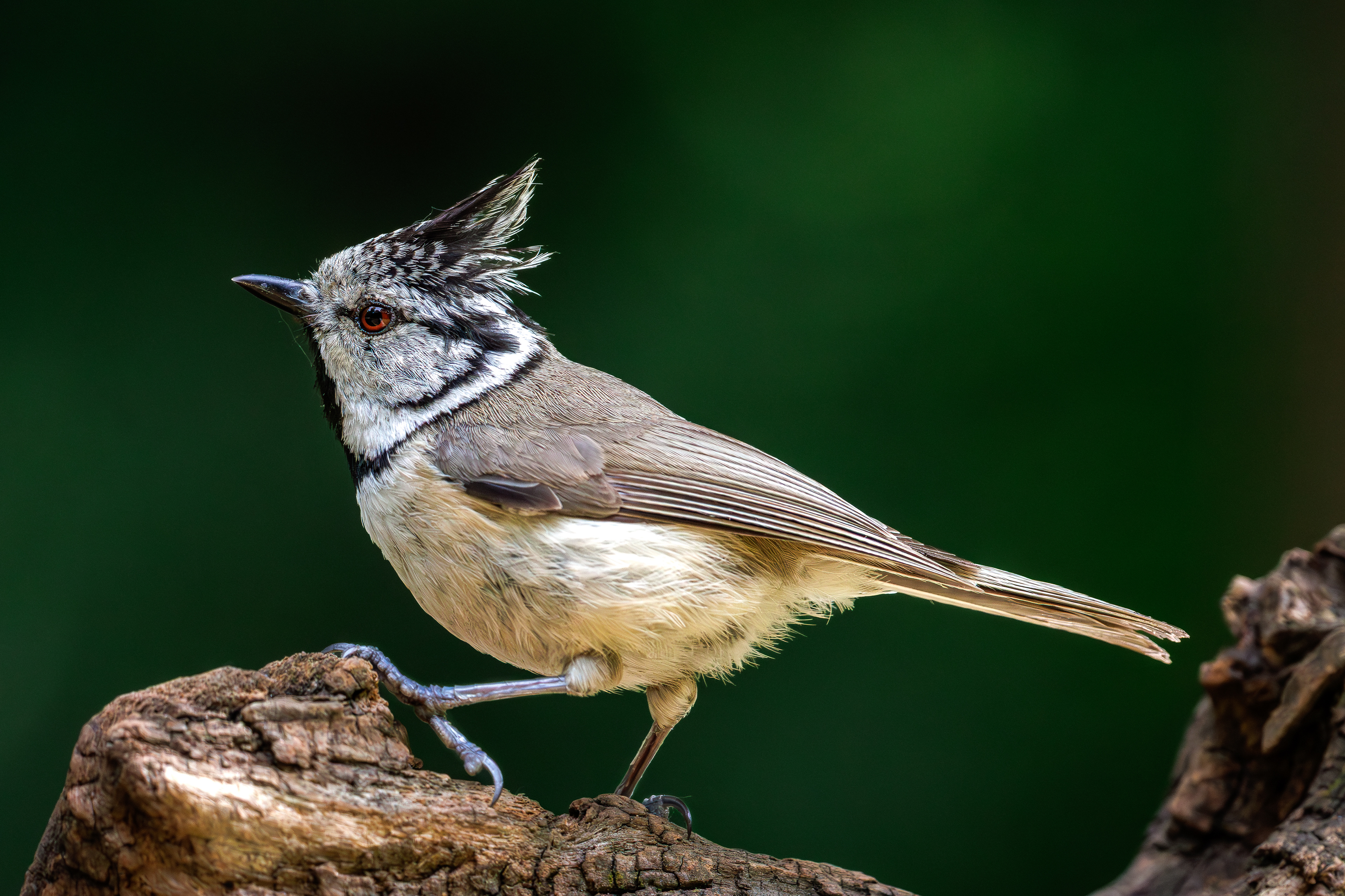 Crested tit