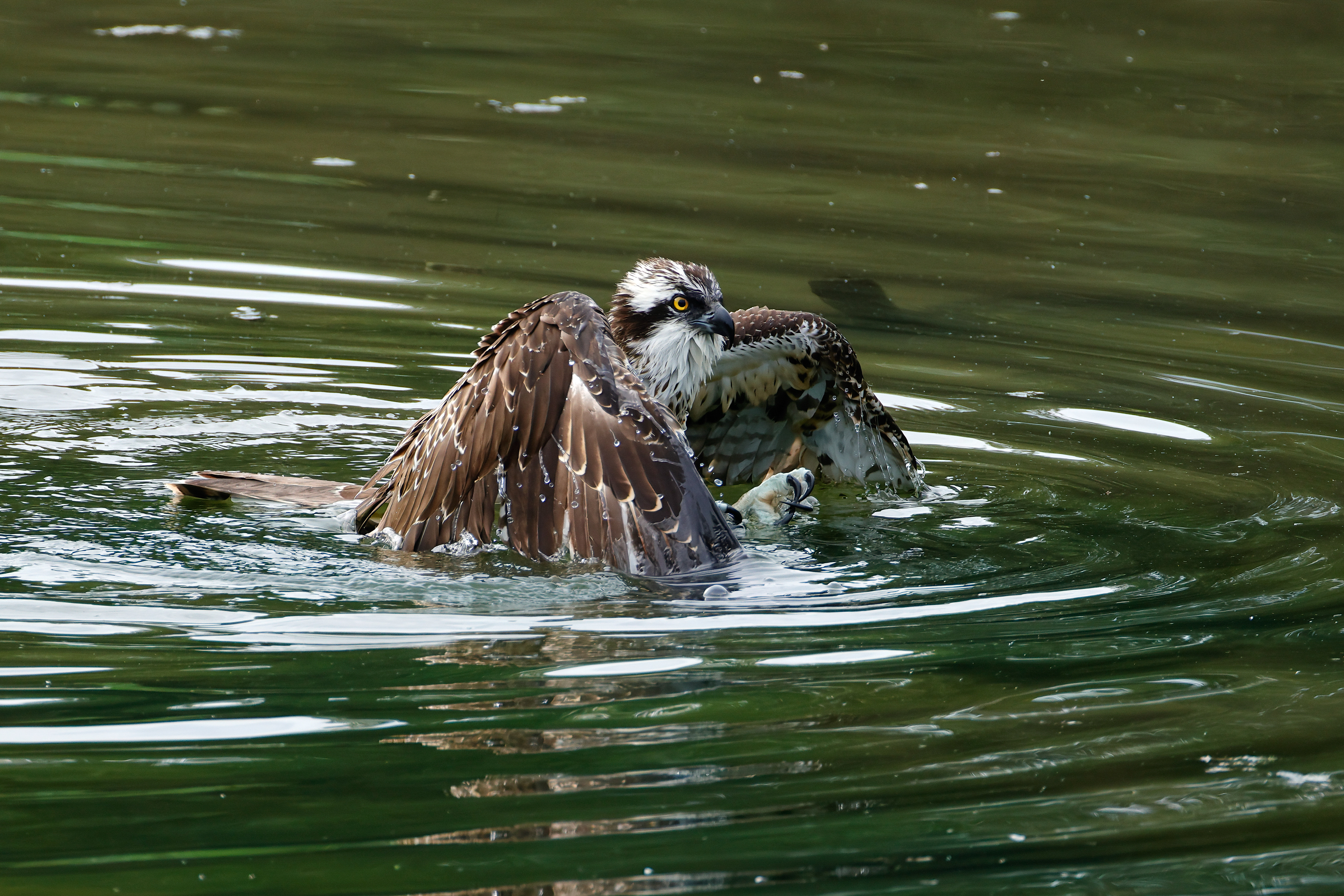 Decollo dall' acqua_4