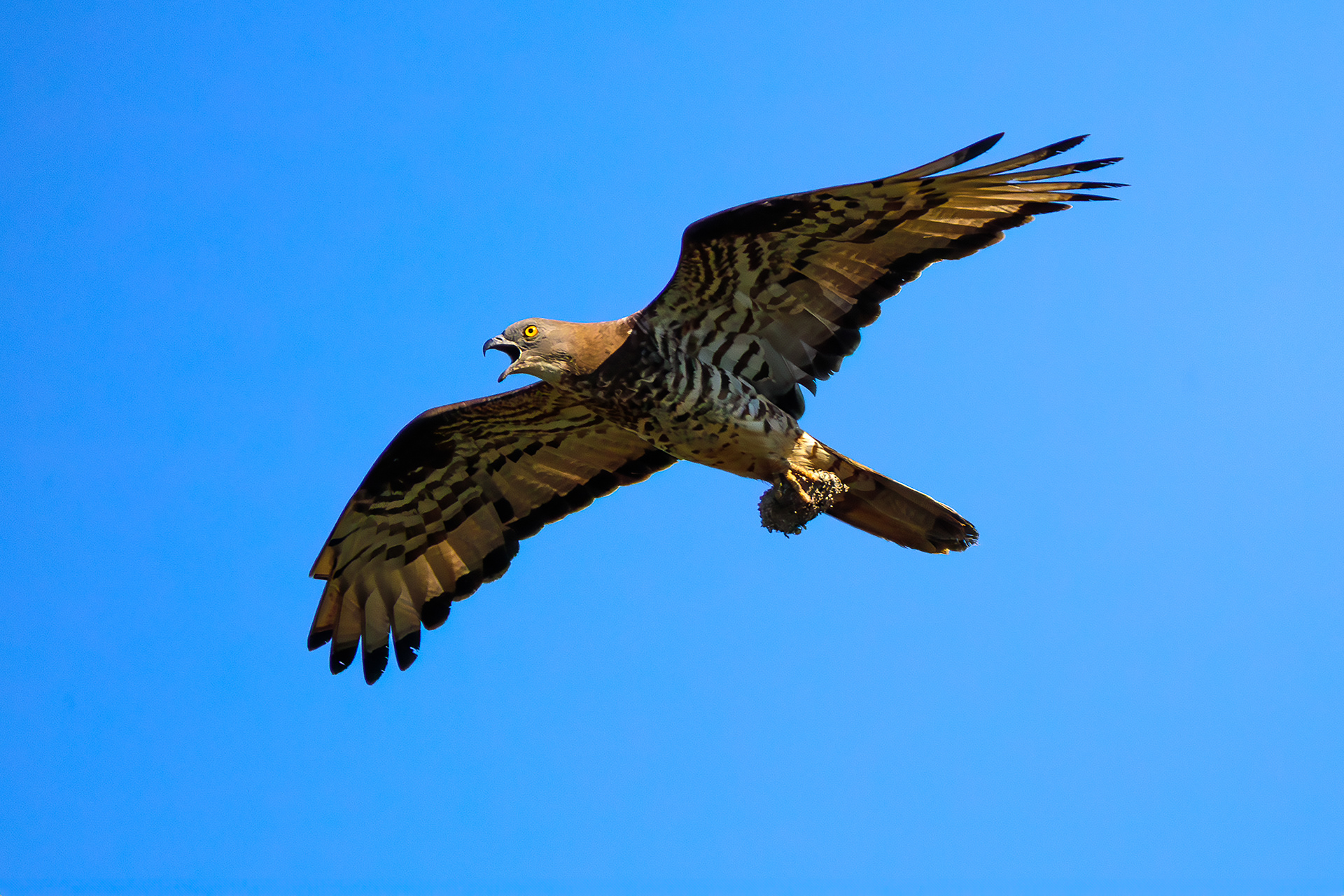 Falco pecchiaiolo