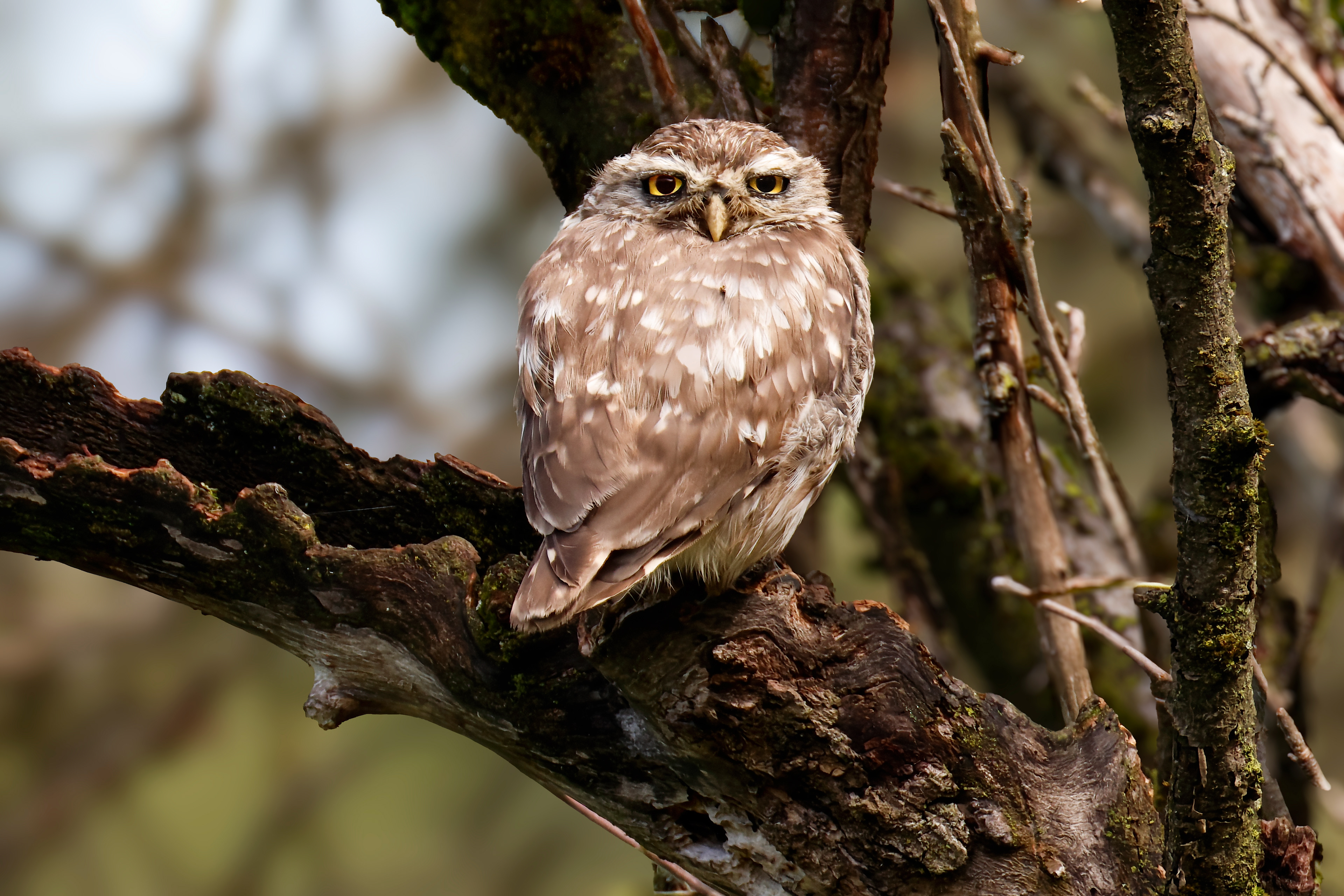 Little owl
