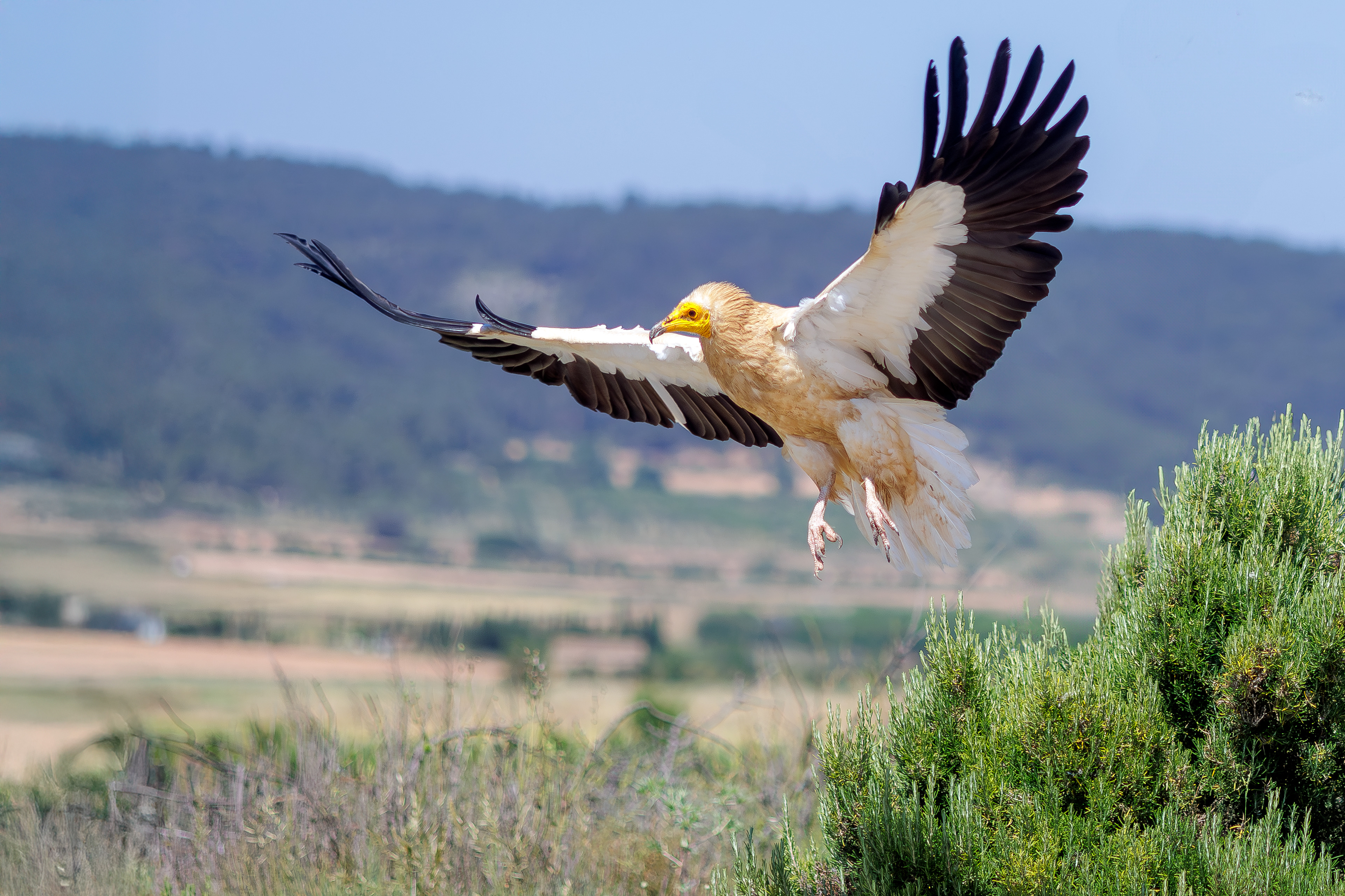 Egyptian vulture