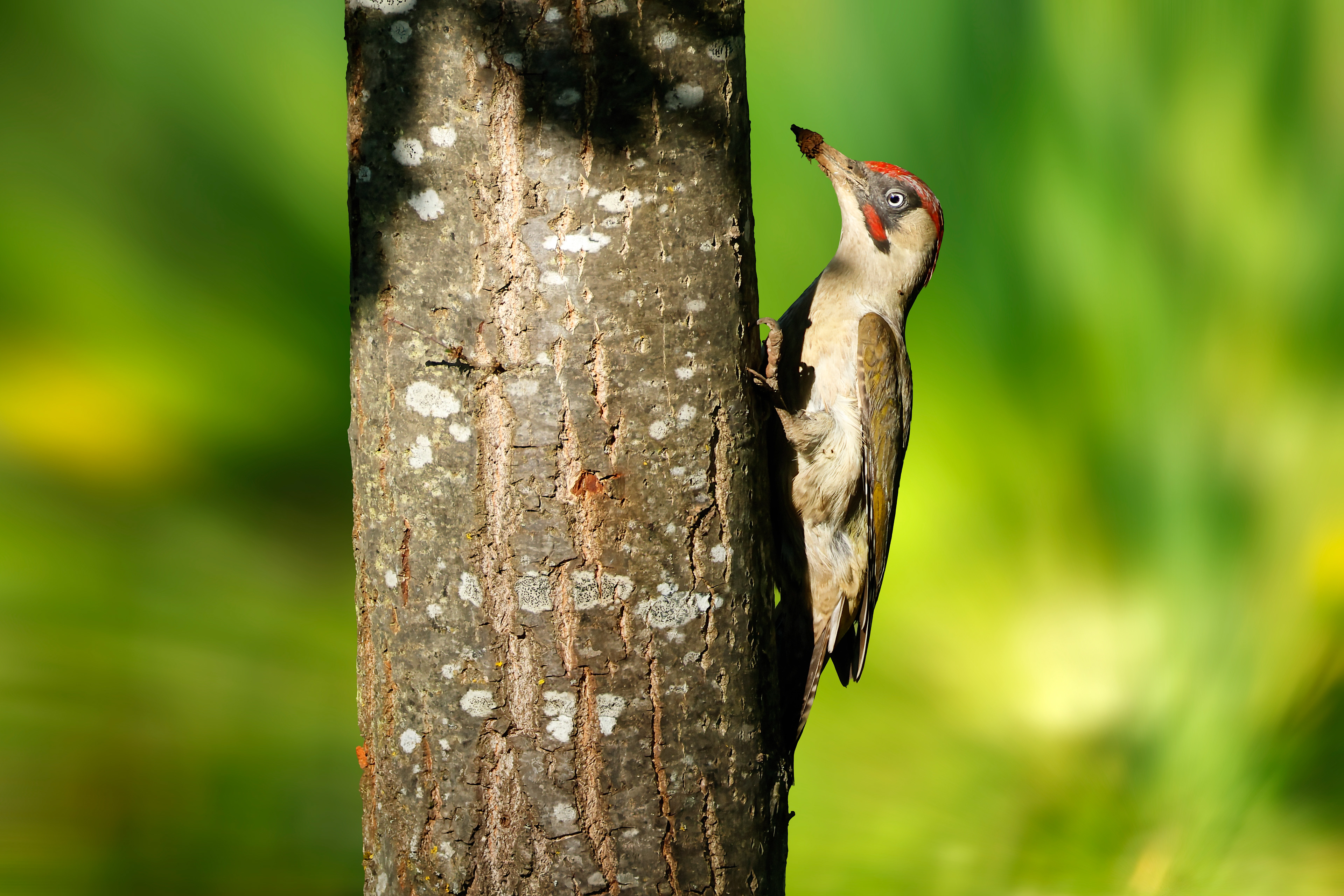 Picchio verde