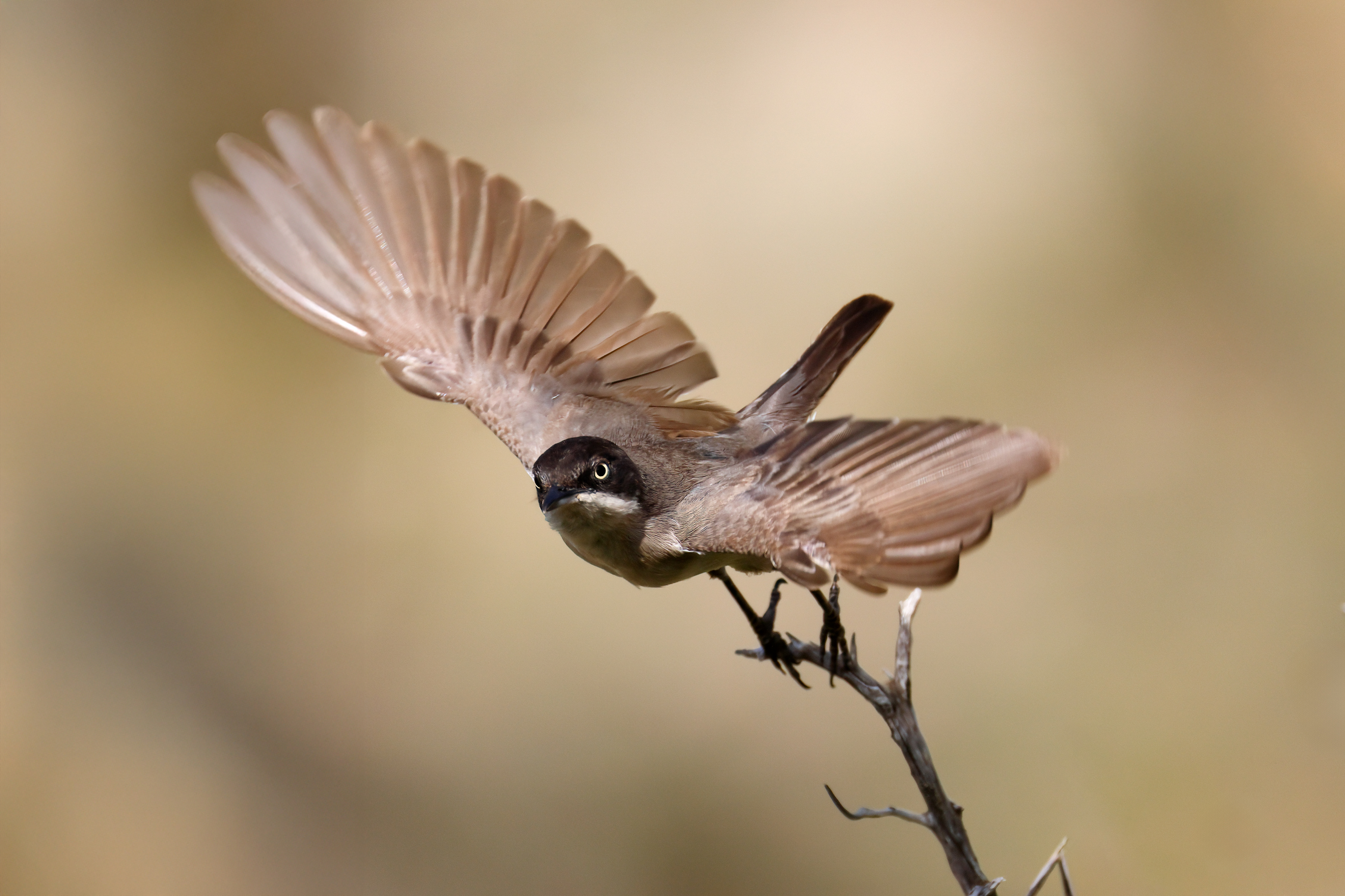 Western Orphan warbler
