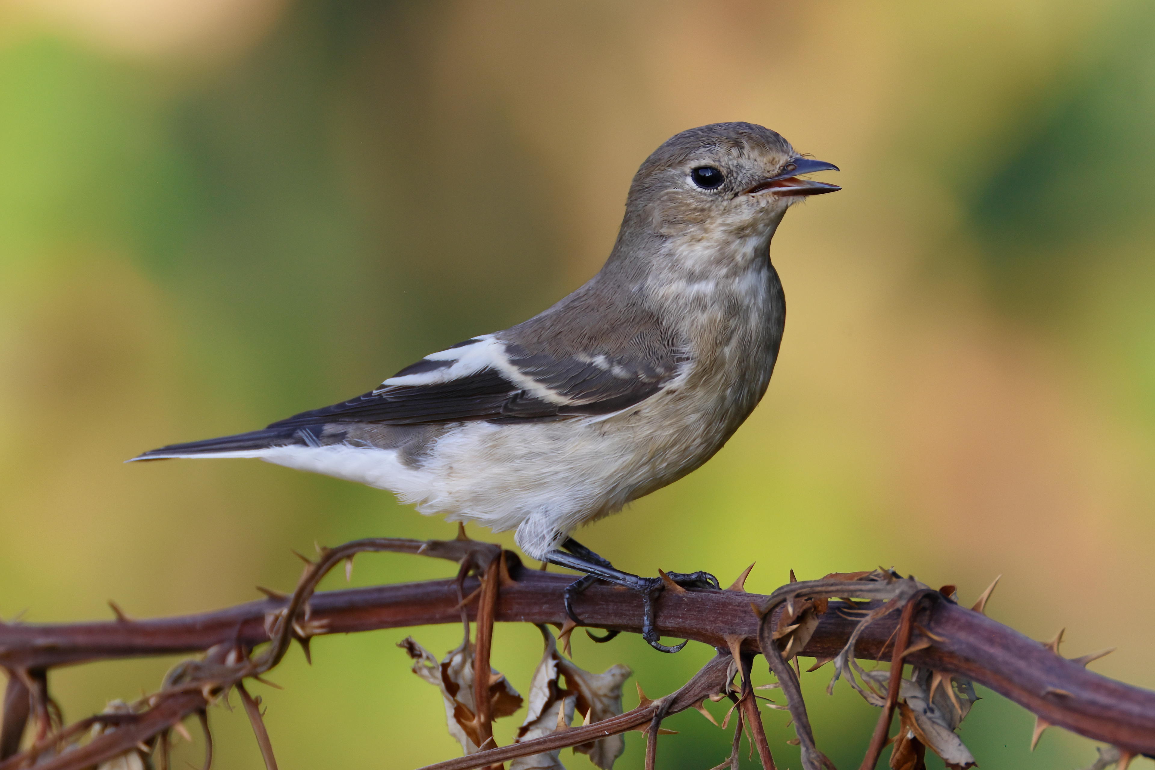 European pied flycatcher